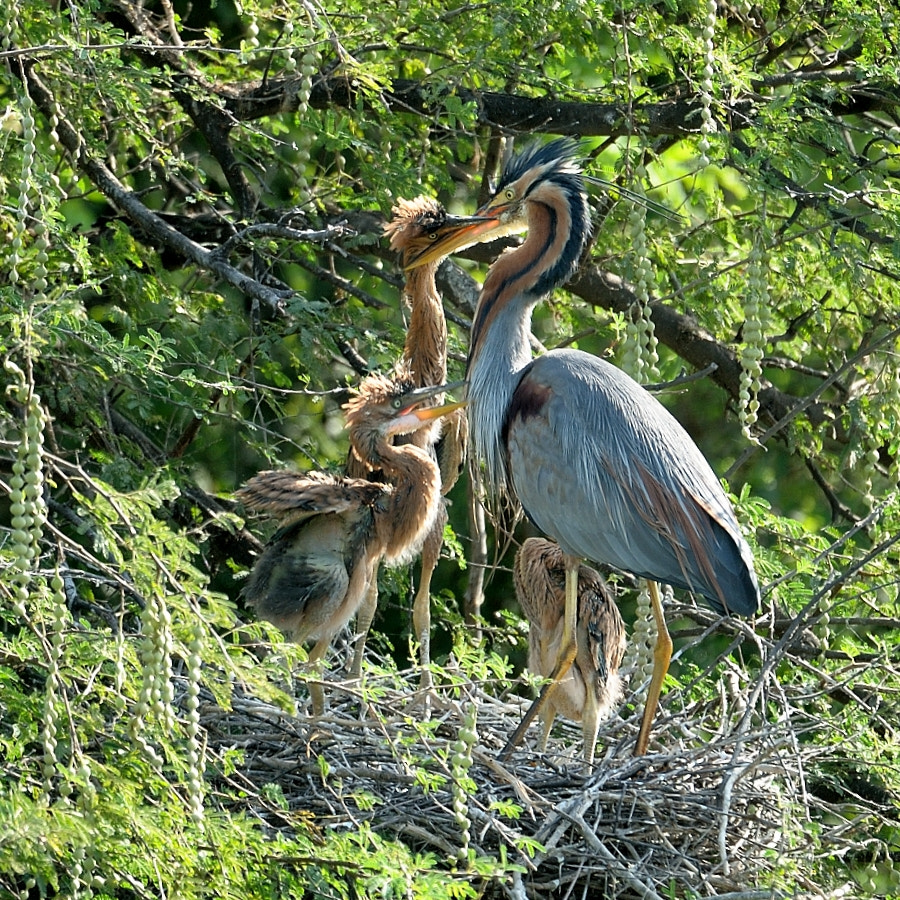 Nikon D300S sample photo. Purple heron and chicks photography