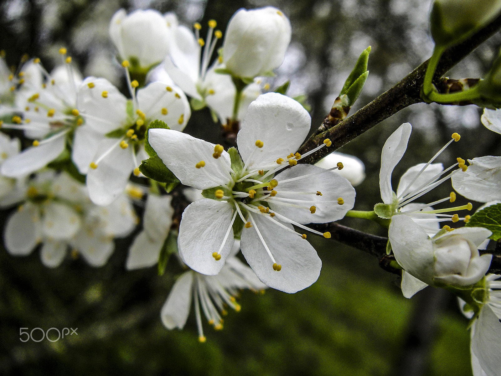 SANYO E60 sample photo. Flor del cerezo: photography