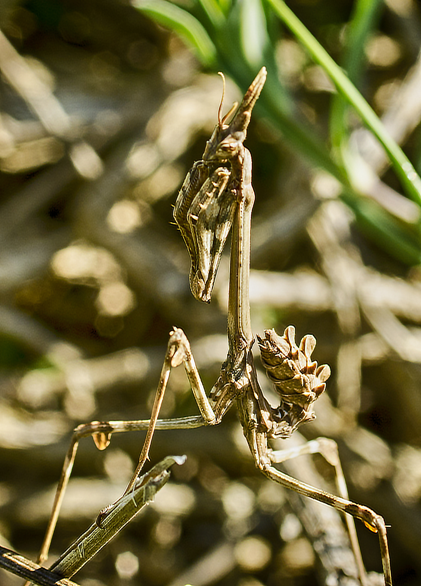 Nikon D7000 + AF Zoom-Nikkor 35-70mm f/2.8D sample photo. Mantide religiosa photography