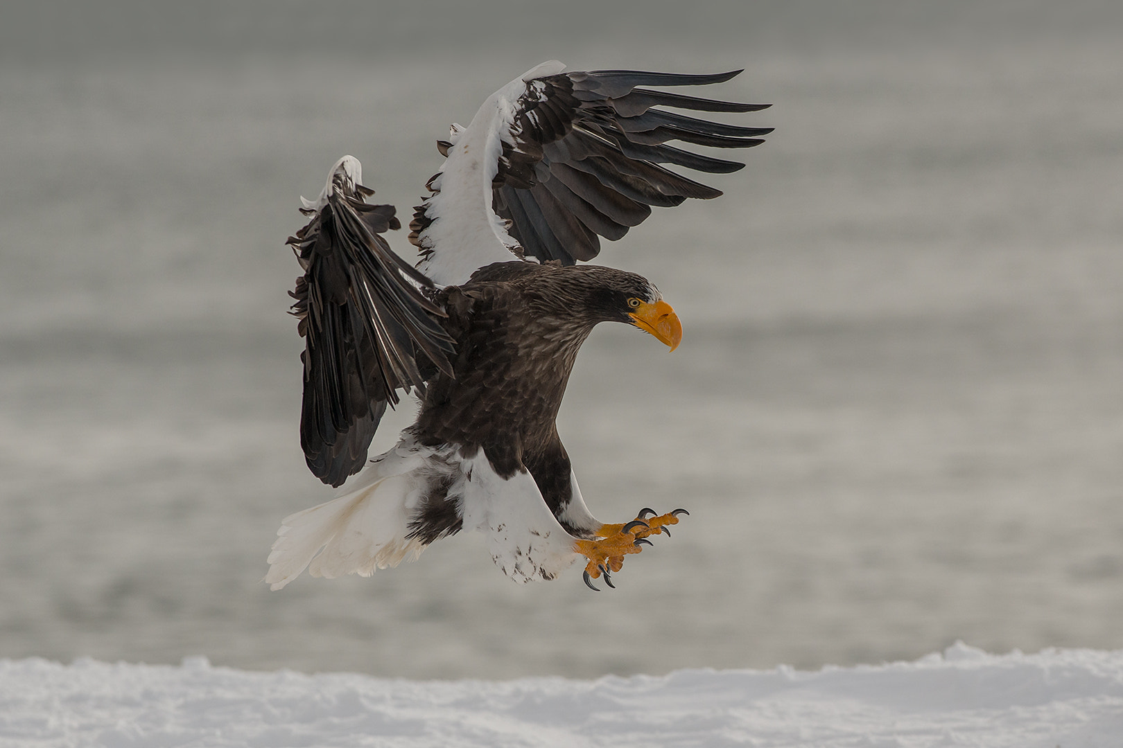 Nikon AF-S Nikkor 300mm F2.8G ED VR II sample photo. Steller sea eagle, japan photography