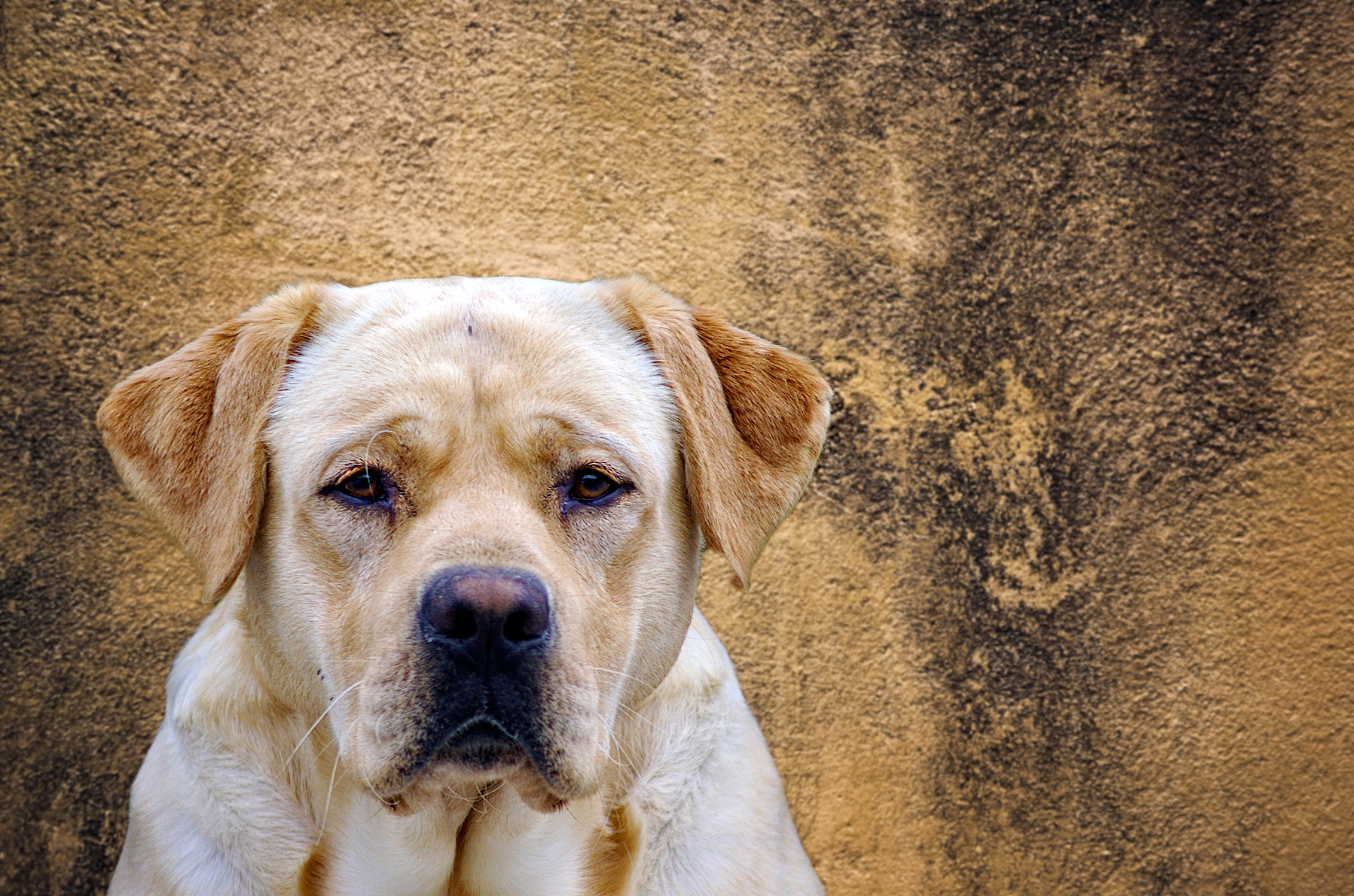 Pentax K-30 + Pentax smc D-FA 50mm F2.8 Macro sample photo. Dog photography