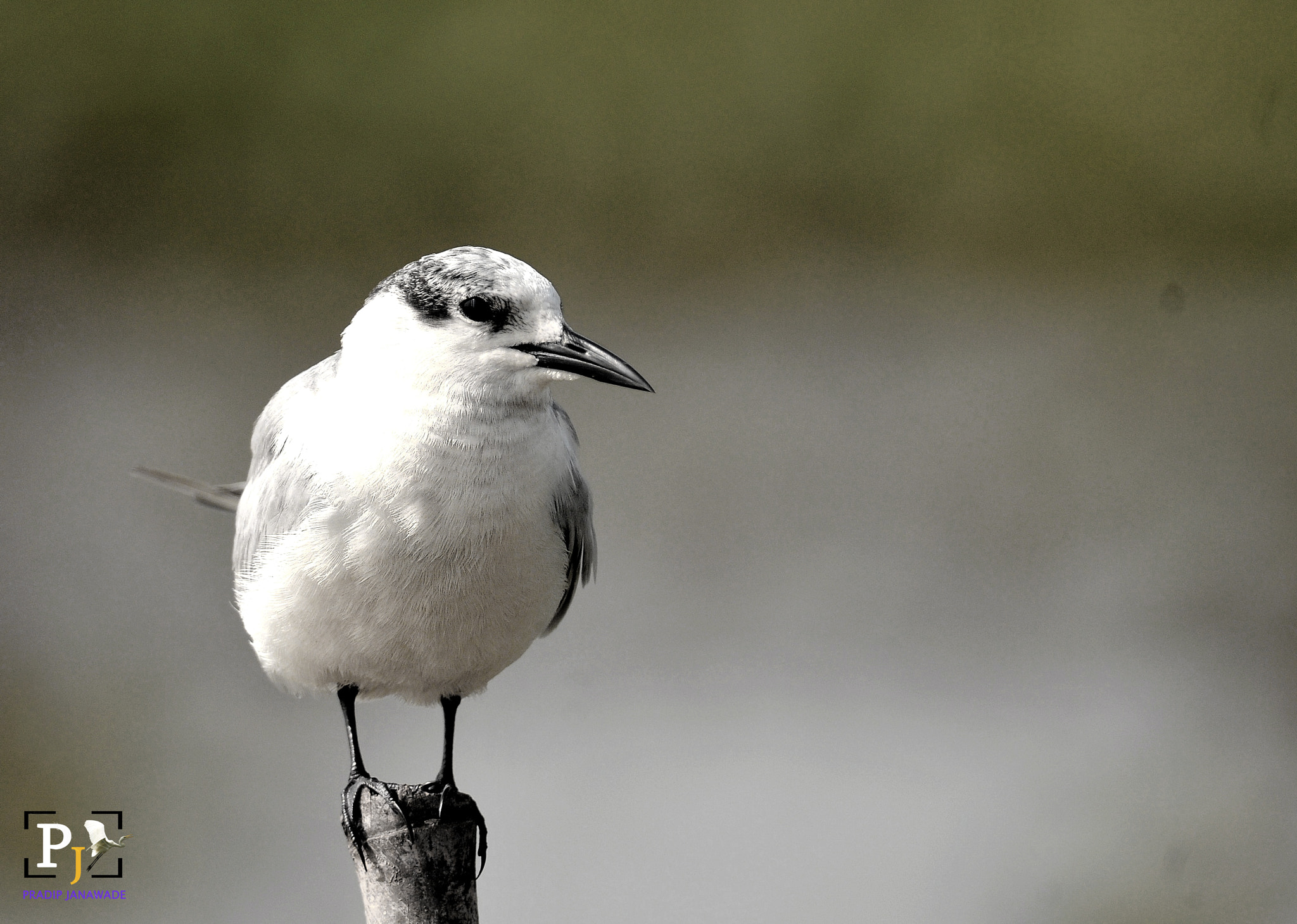 Nikon D3X sample photo. Tern photography