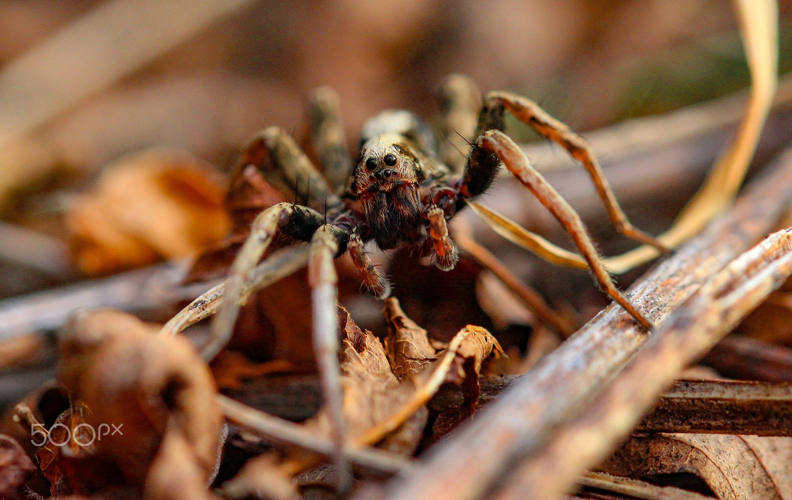 Sigma 105mm F2.8 EX DG OS HSM sample photo. Golden hour wolf photography