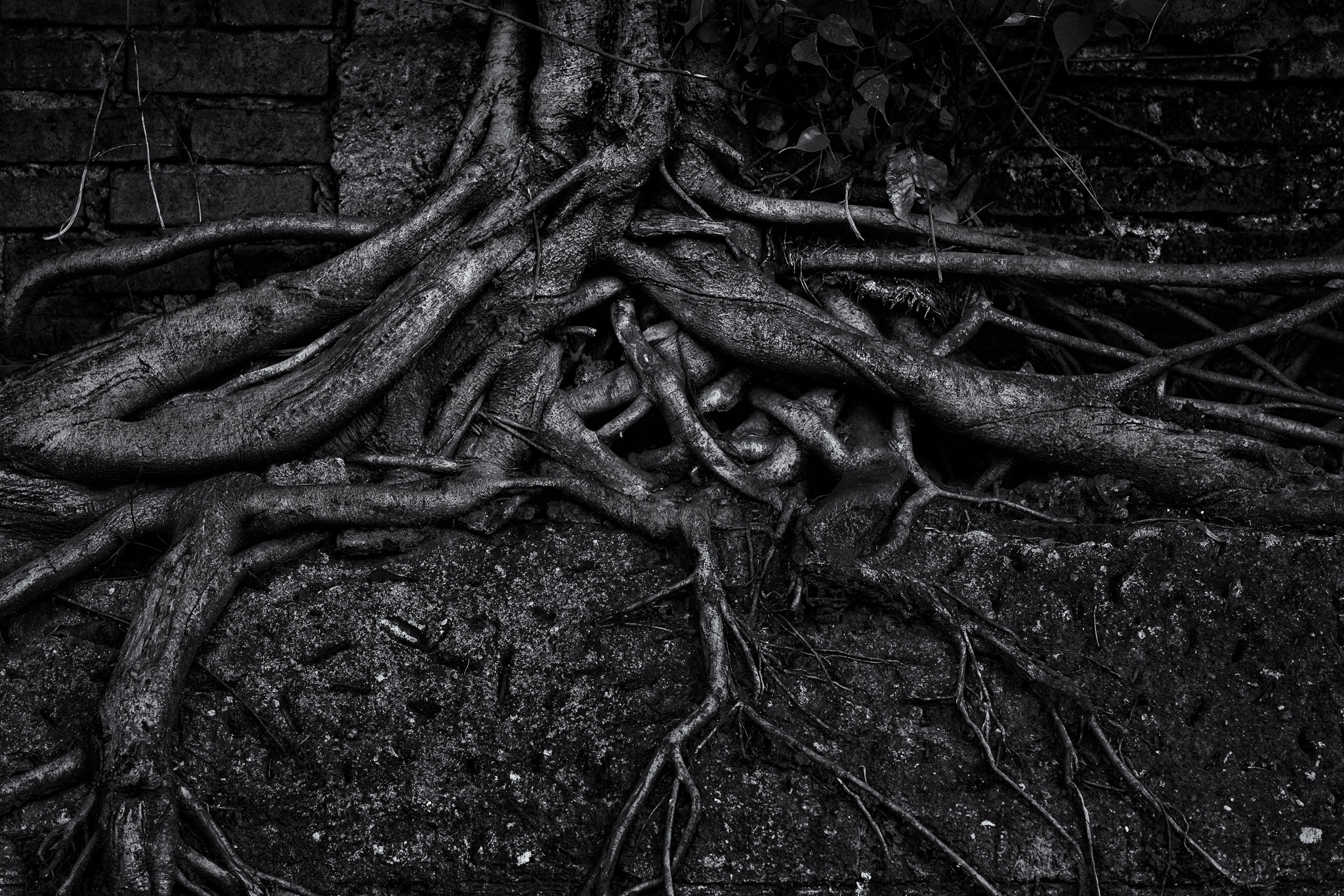 Sony a7R II + E 60mm F2.8 sample photo. Strong roots photography