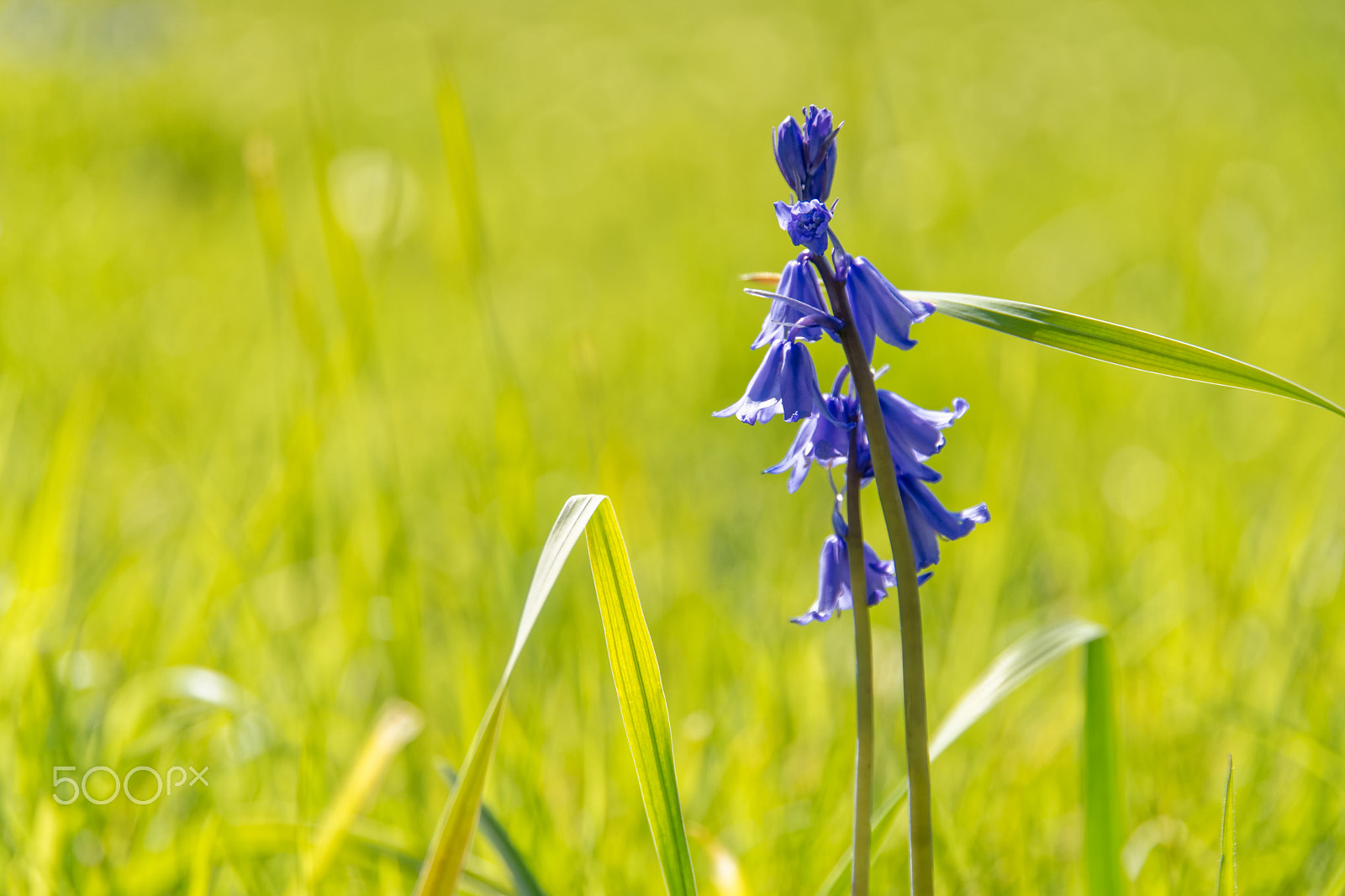 Sony a99 II + 24-105mm F4 sample photo. Lonesome bluebell photography