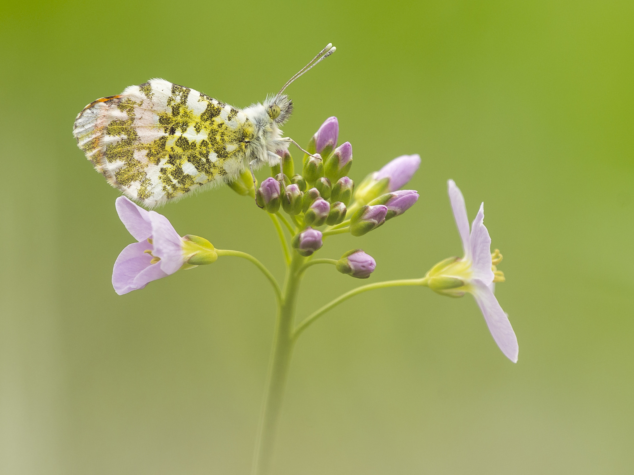 Nikon Nikkor AF-S 300mm F4E PF ED VR sample photo. Orangetip on cuckooflower photography