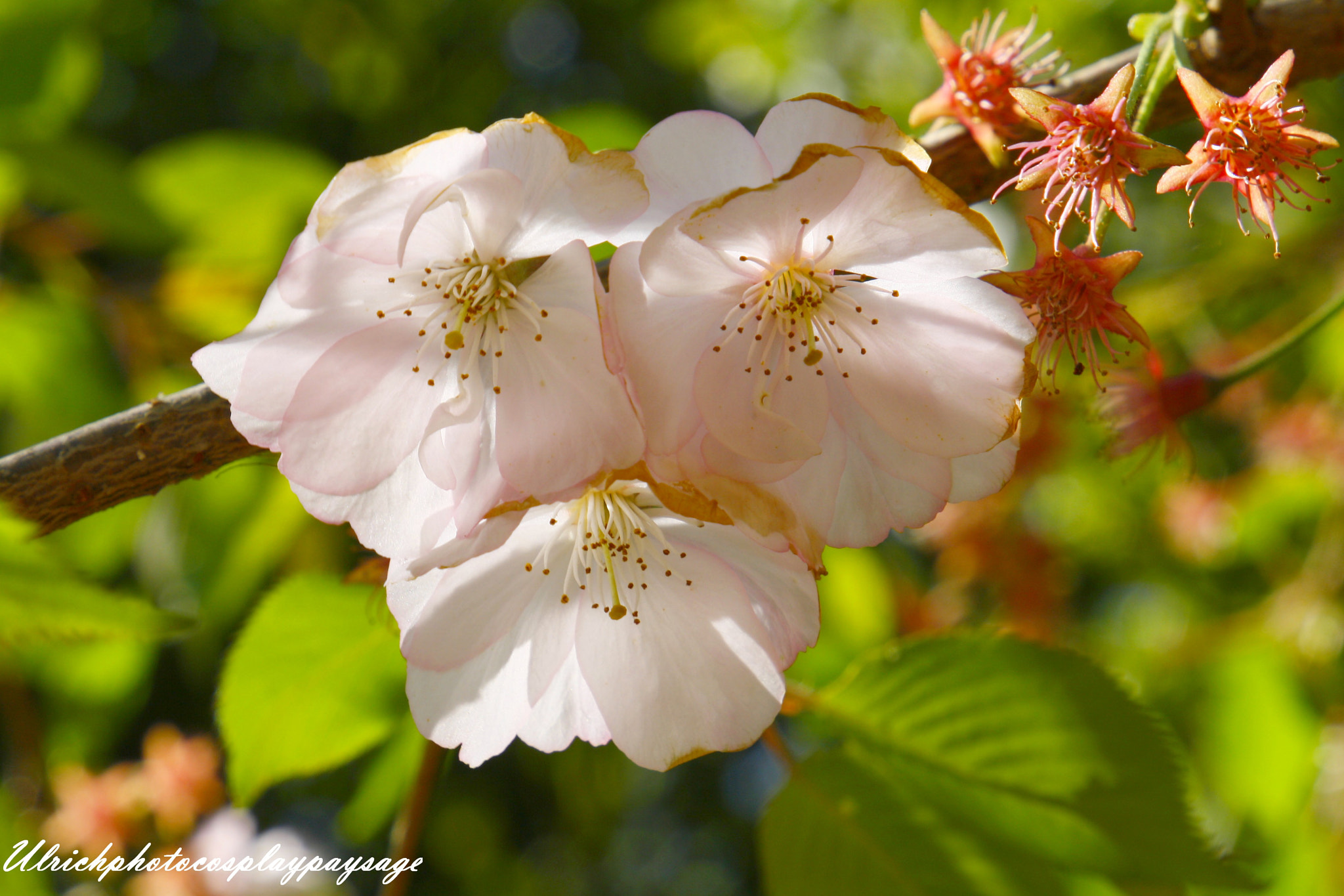 Canon EF 24-105mm F3.5-5.6 IS STM sample photo. Fleur de cerisier photography