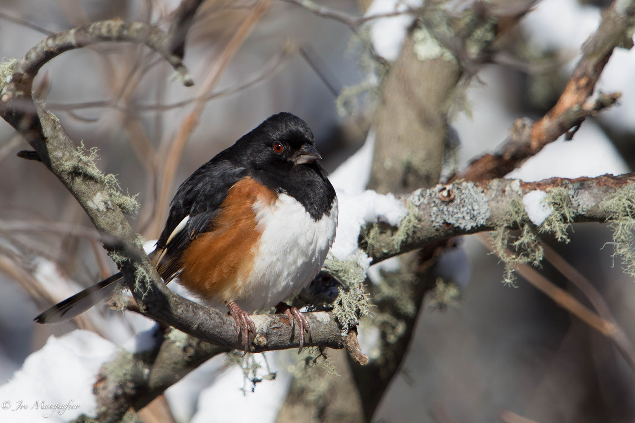 Canon EOS 6D + Canon EF 70-200mm F2.8L USM sample photo. Snowy towhee photography