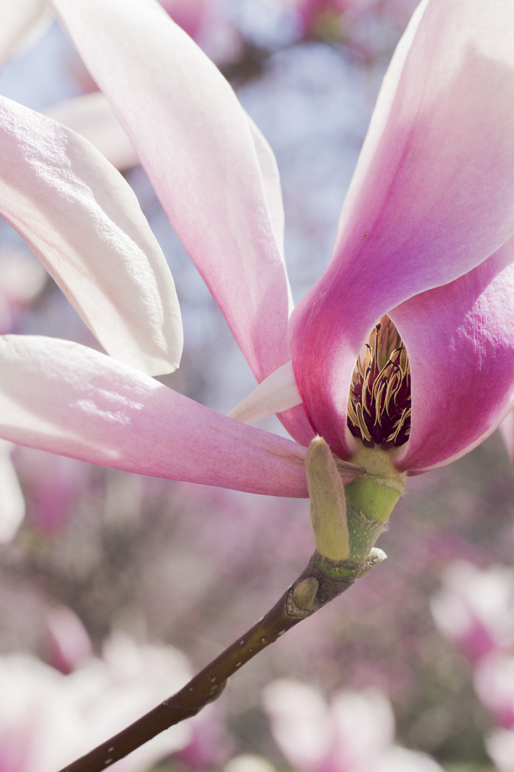 Sony a6000 + Canon EF 50mm F2.5 Macro sample photo. The daily percyscope 012 photography