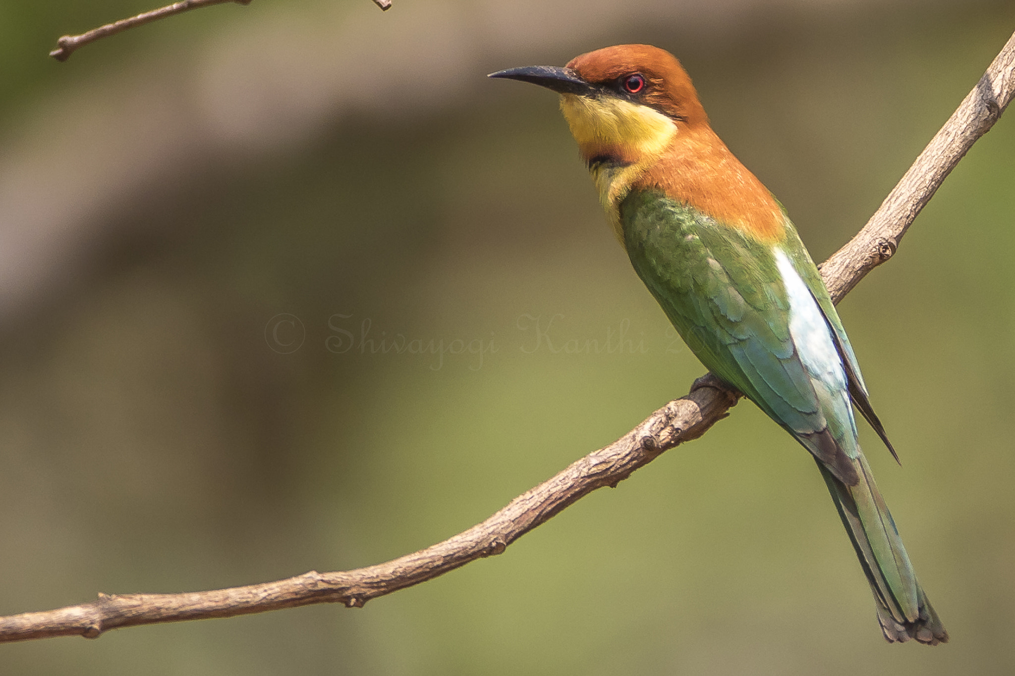 Canon EF 600mm f/4L IS sample photo. Chestnut headed bee-eater photography