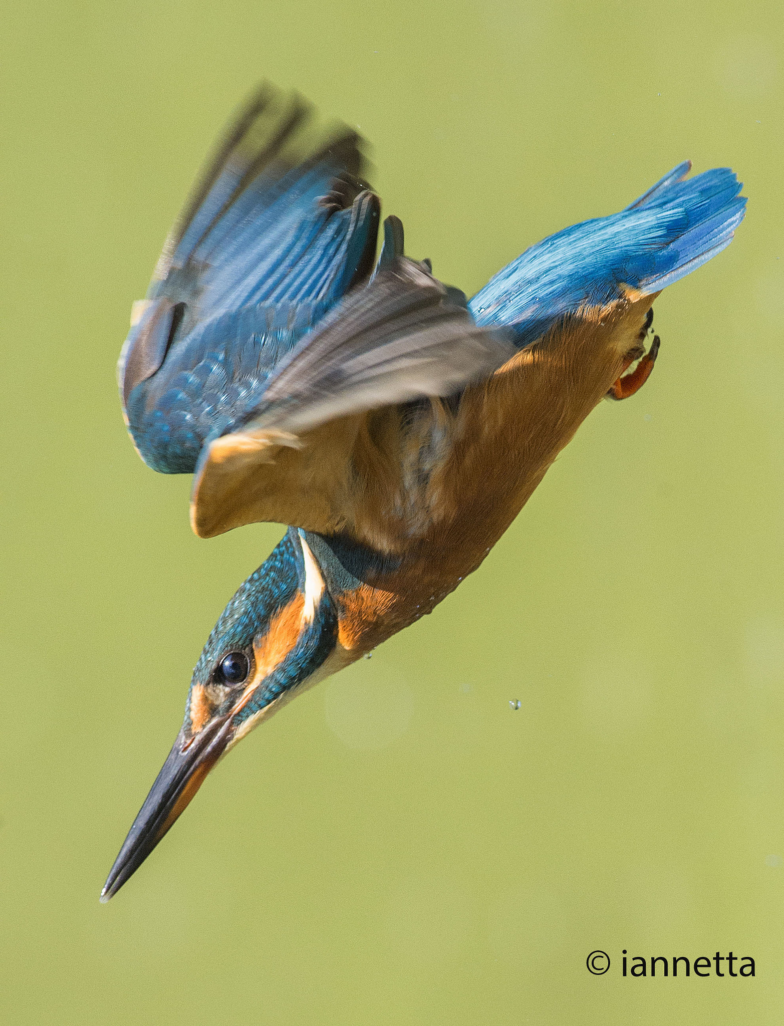 Nikon D4S + Nikon AF-S Nikkor 300mm F2.8G ED-IF VR sample photo. The kingfisher attack photography