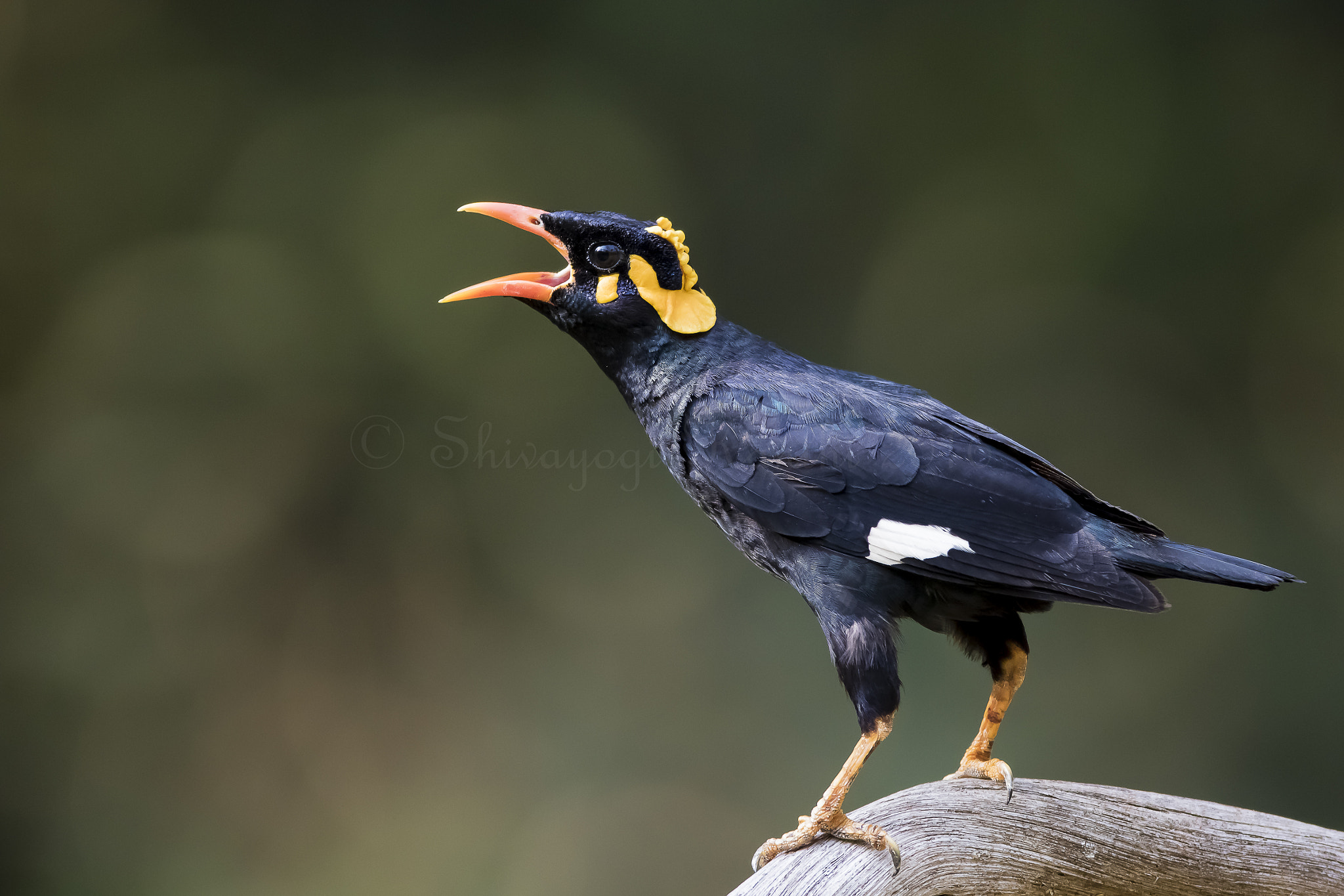 Canon EF 600mm f/4L IS sample photo. Call of the wild photography