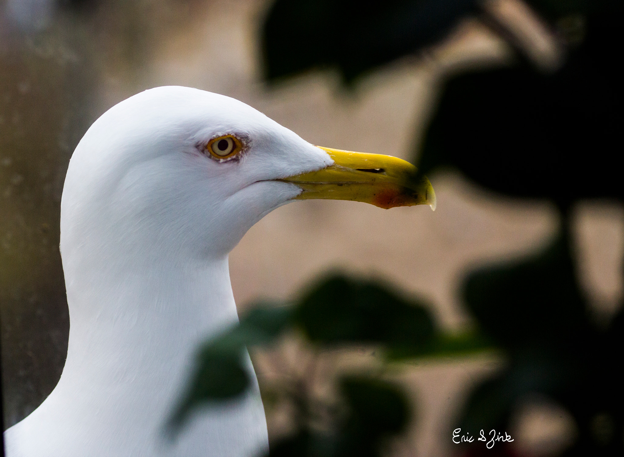 Canon EOS 60D + Tamron SP AF 90mm F2.8 Di Macro sample photo. Seagull "joe" photography