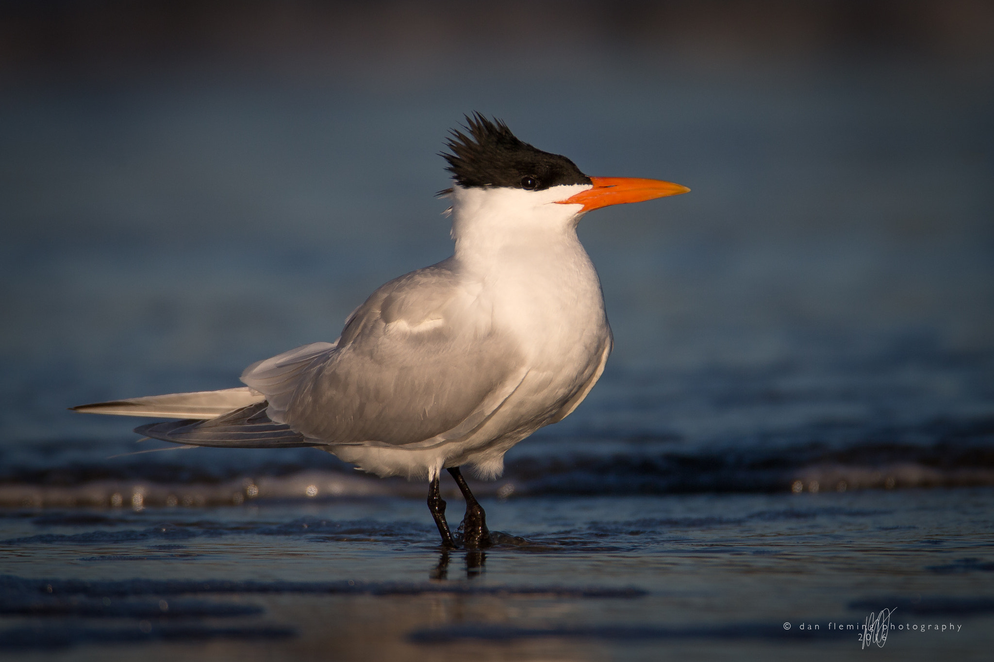 Canon EF 600mm F4L IS USM sample photo. Shoreline royalty photography