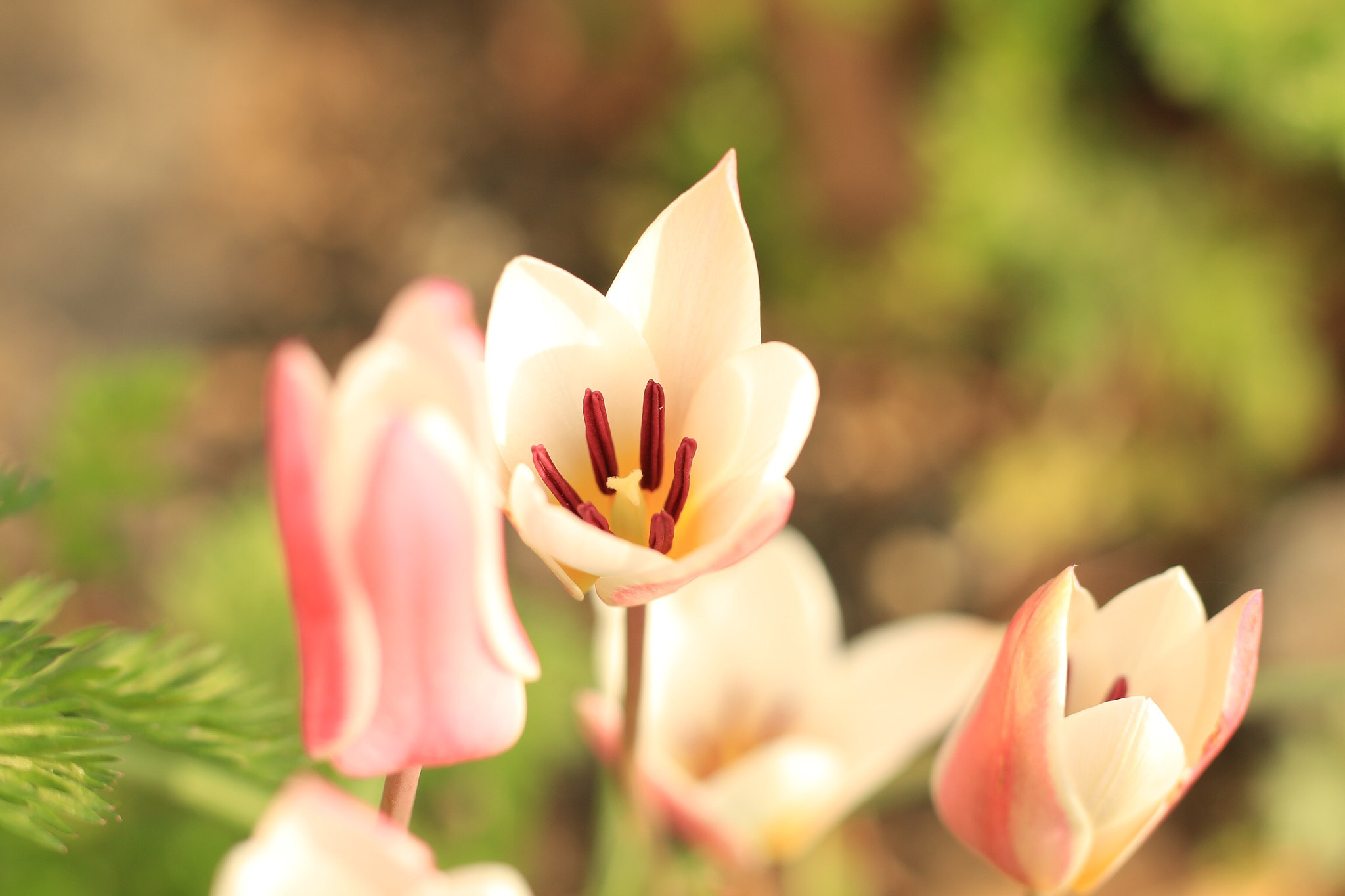 Canon EOS M + Canon EF 50mm F1.8 STM sample photo