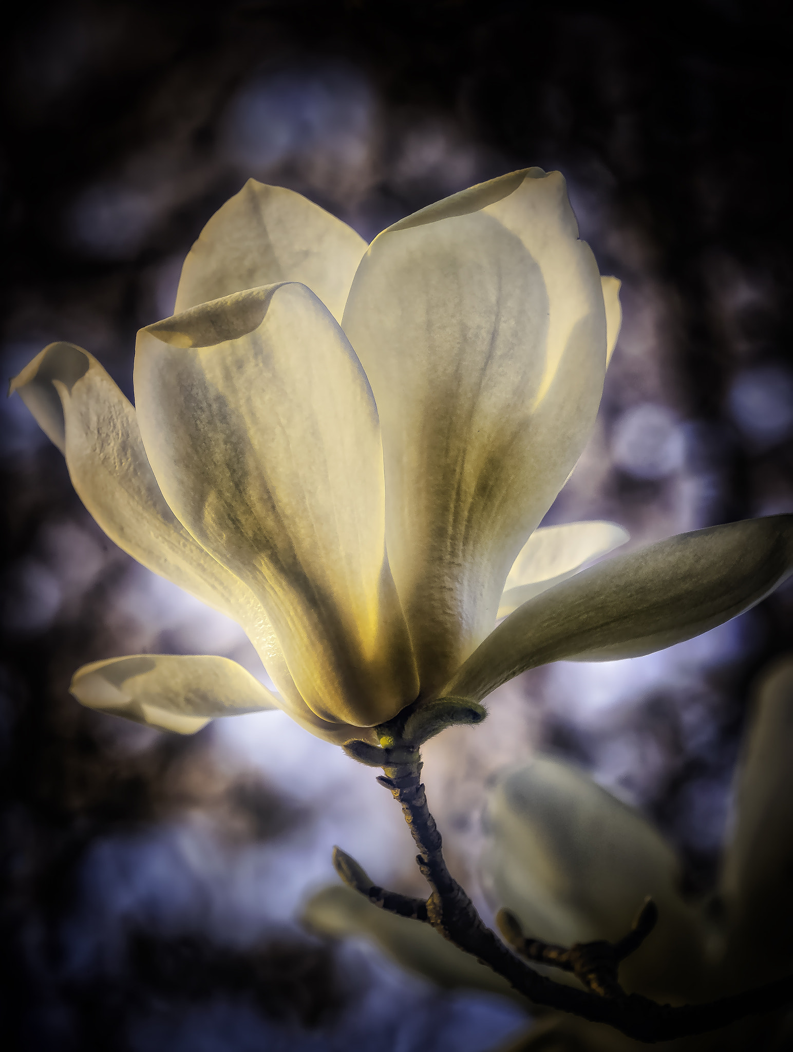 Nikon D4 sample photo. Spring magnolia photography
