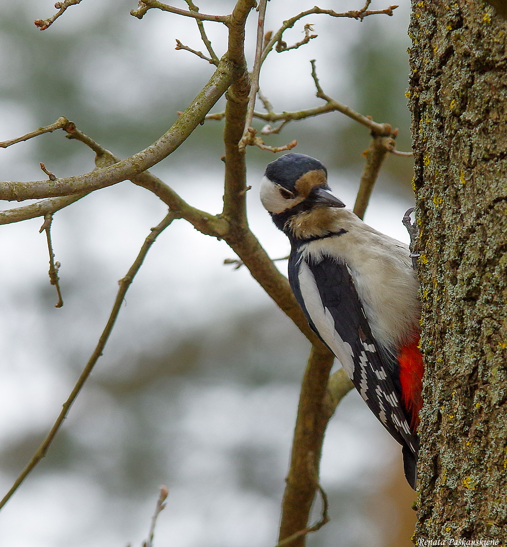 Pentax K-3 sample photo. Bird photography