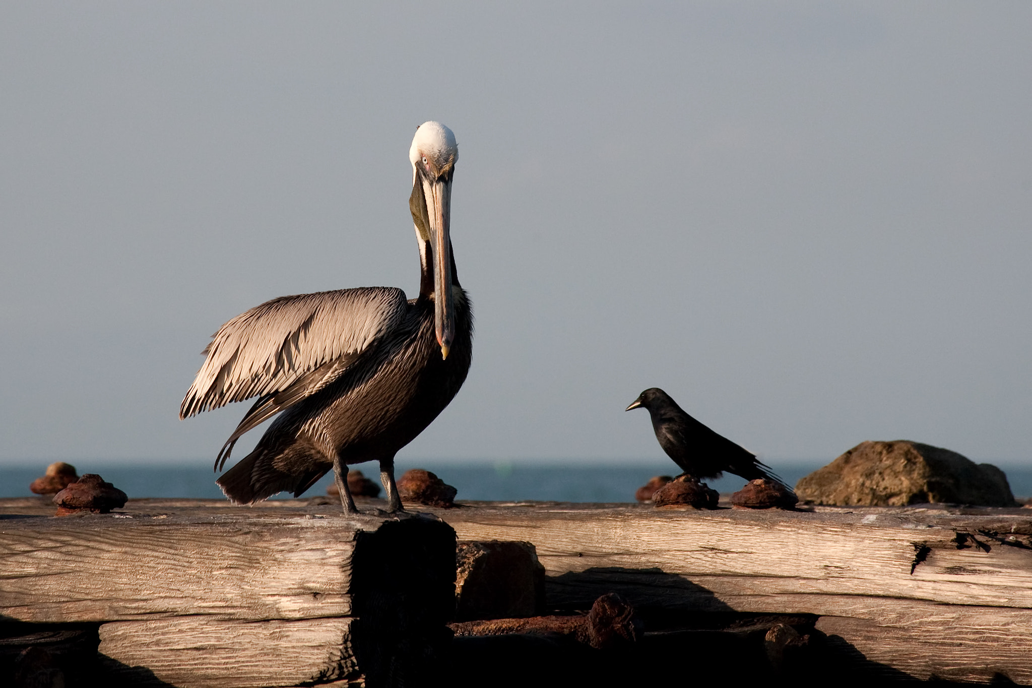 Canon EF 70-300mm F4-5.6 IS USM sample photo. The pelican and the crow photography
