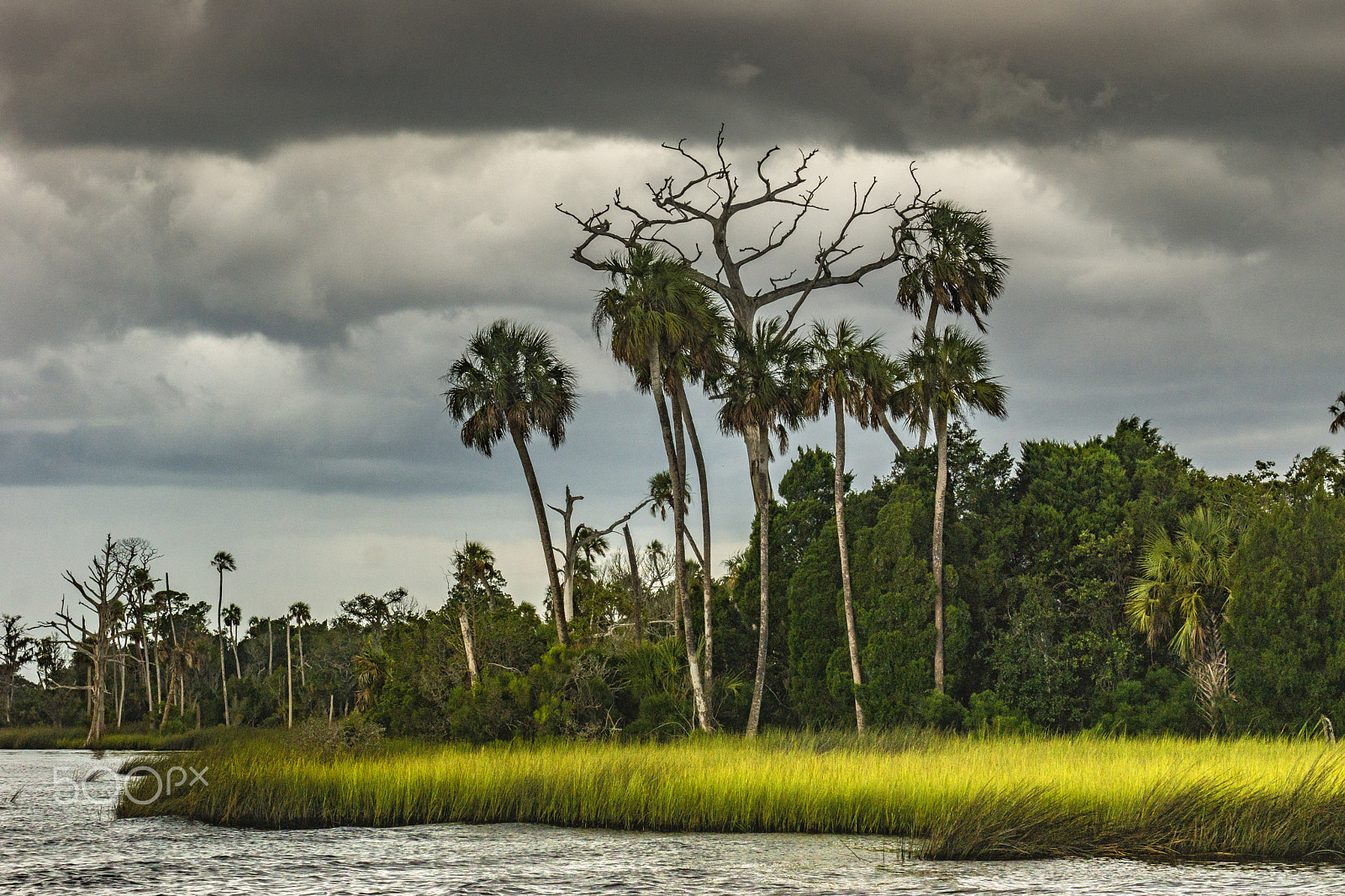 Sony SLT-A77 + Minolta/Sony AF 70-200mm F2.8 G sample photo. Florida photography