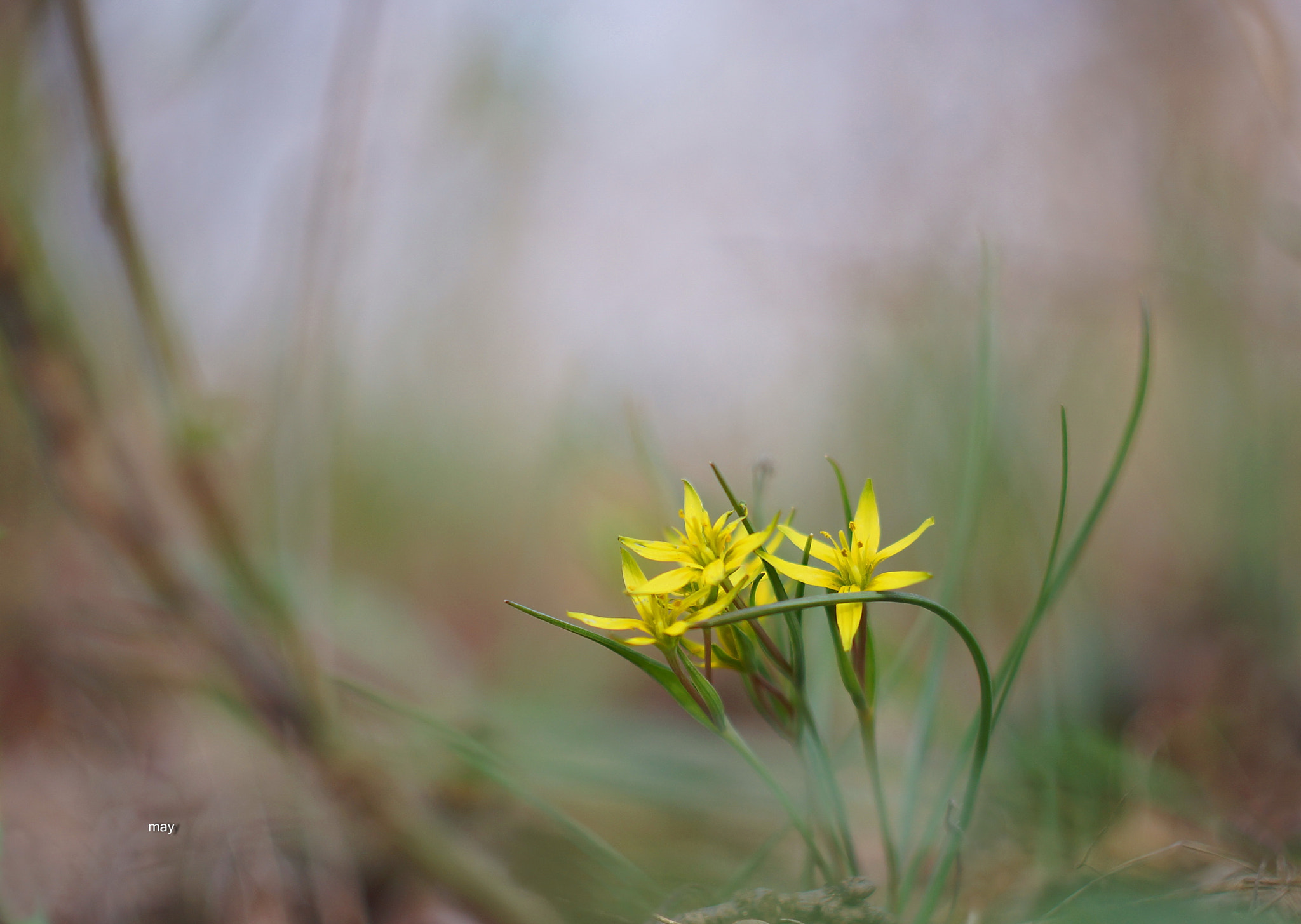 Sony SLT-A65 (SLT-A65V) + Minolta AF 50mm F1.7 sample photo. ***** photography