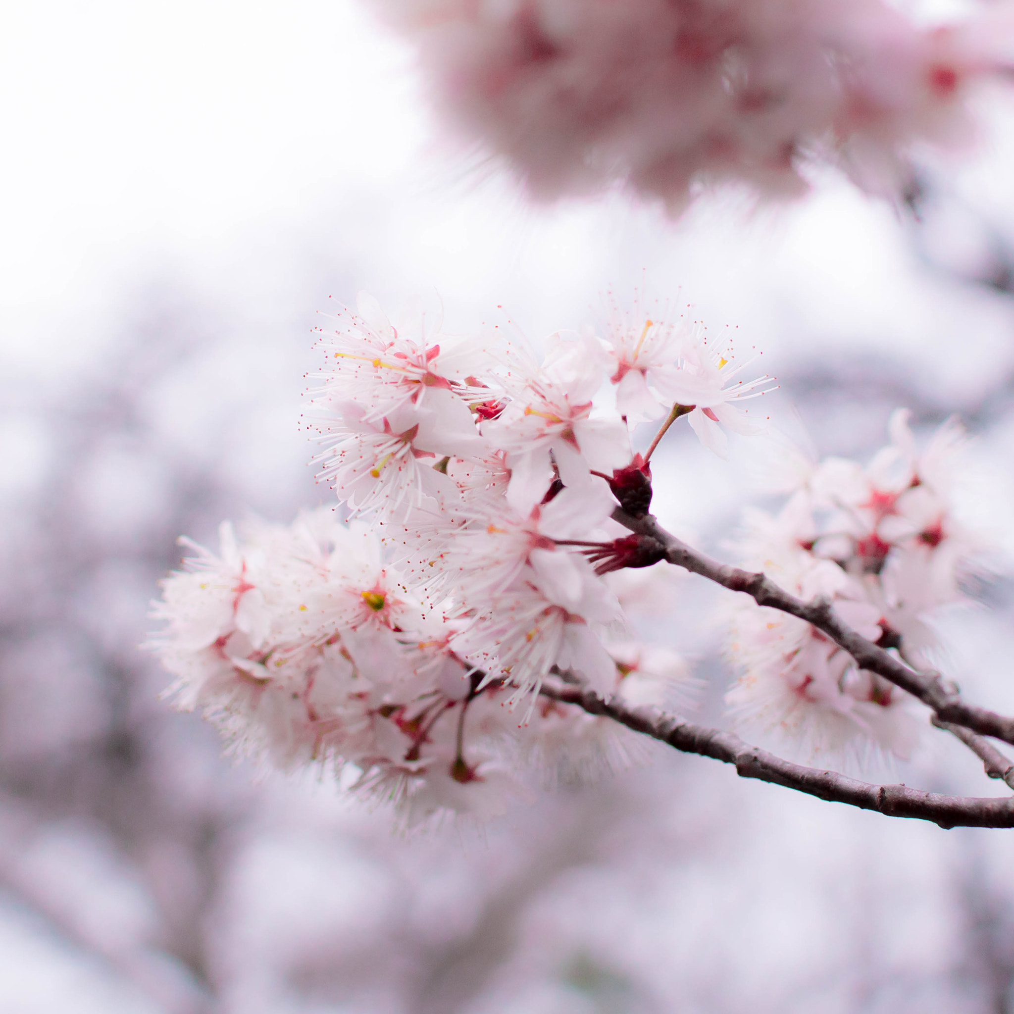 Sigma 30mm F1.4 EX DC HSM sample photo. Skura_20160310 photography