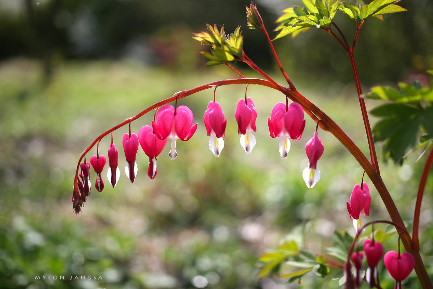 Canon EOS 5D + Canon EF 40mm F2.8 STM sample photo. Bleeding heart photography