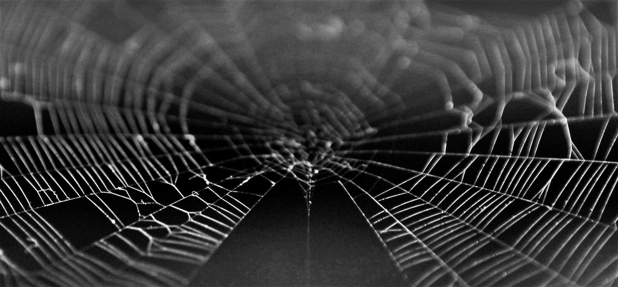 Canon EF 24-70mm F2.8L USM sample photo. Spiderweb photography