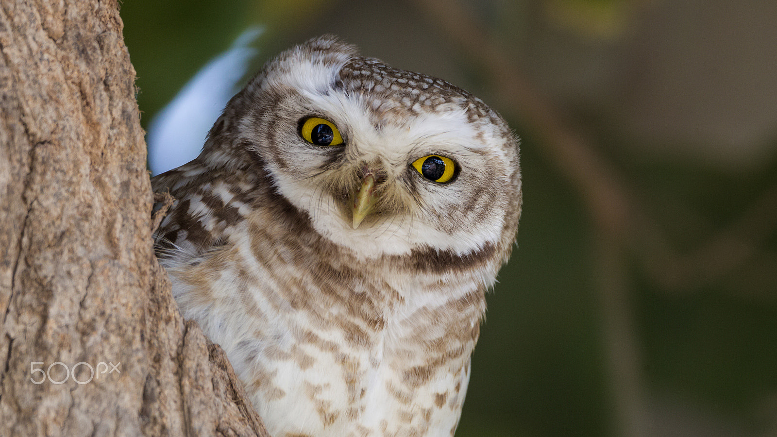 Sigma 150-600mm F5-6.3 DG OS HSM | C sample photo. You're spotted! photography