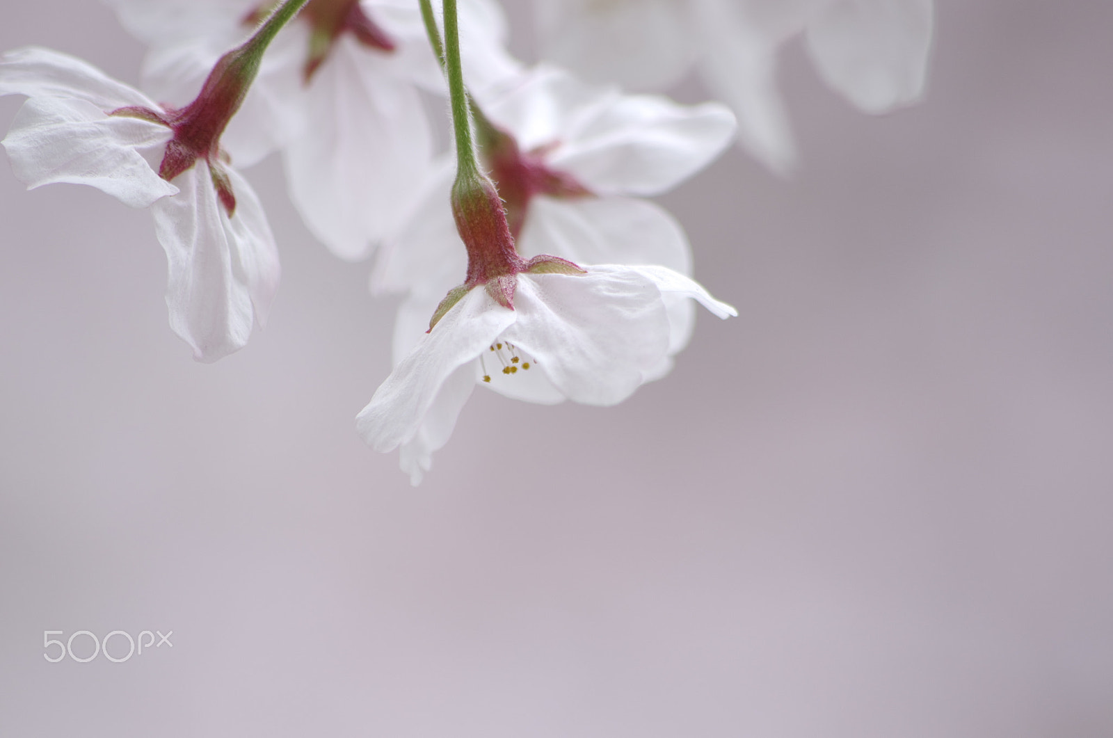 smc PENTAX-DA L 55-300mm F4-5.8 ED sample photo. Pale pink photography