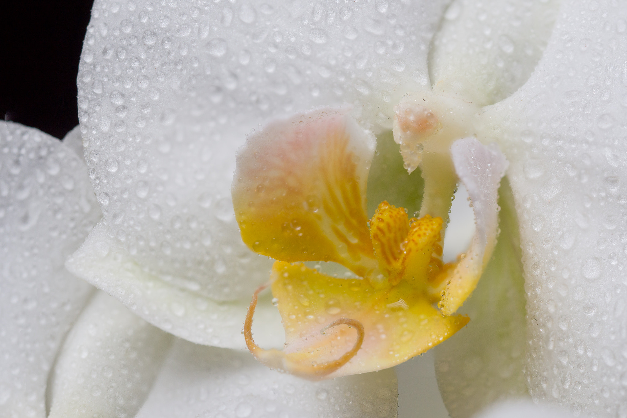 Olympus M.Zuiko Digital ED 60mm F2.8 Macro sample photo. Stacked photo orchid closeup photography
