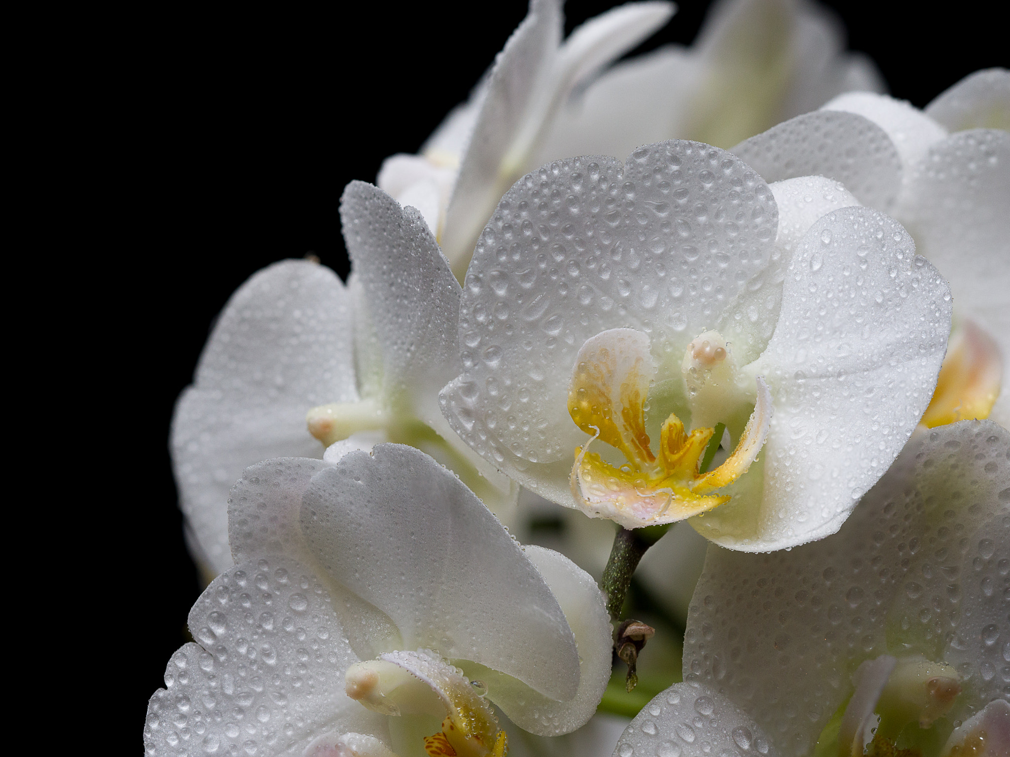Panasonic Lumix DMC-GH4 + Olympus M.Zuiko Digital ED 60mm F2.8 Macro sample photo. White wed orchid on lighttable with black background photography