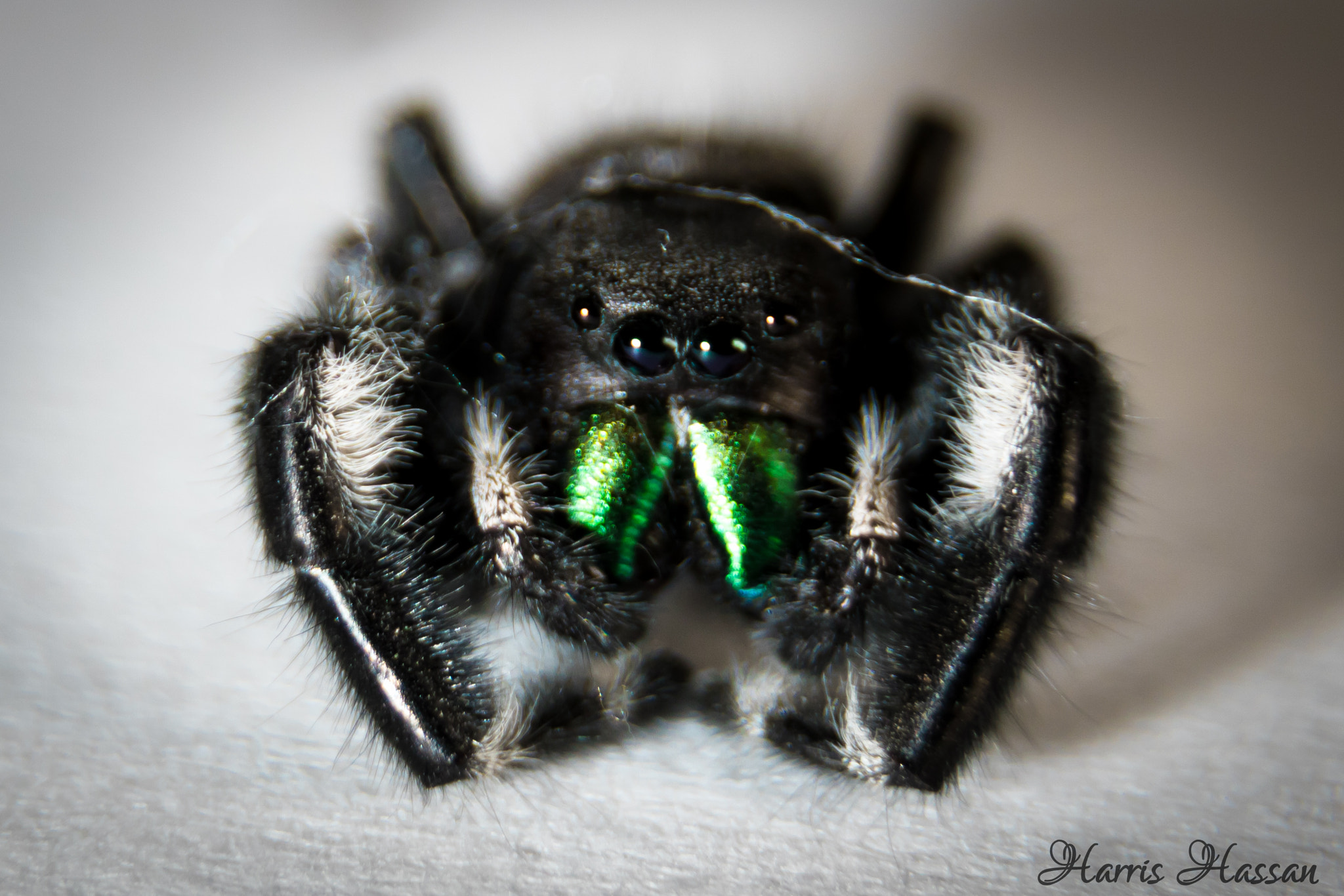 Canon EOS 760D (EOS Rebel T6s / EOS 8000D) sample photo. Eyes on you!! photography