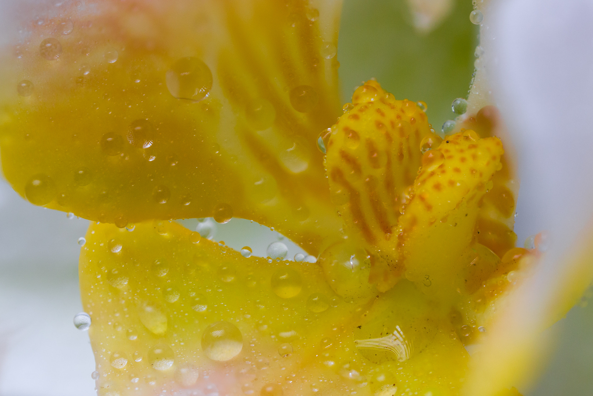 Olympus M.Zuiko Digital ED 60mm F2.8 Macro sample photo. Waterdrops on orchid photography