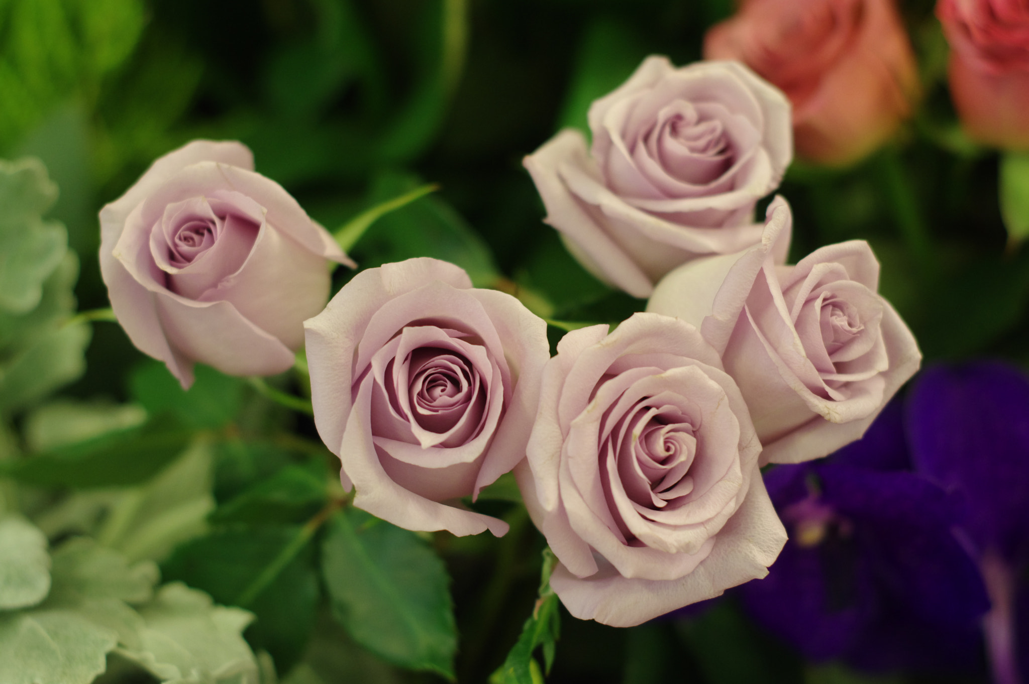 smc PENTAX-F 50mm F1.7 sample photo