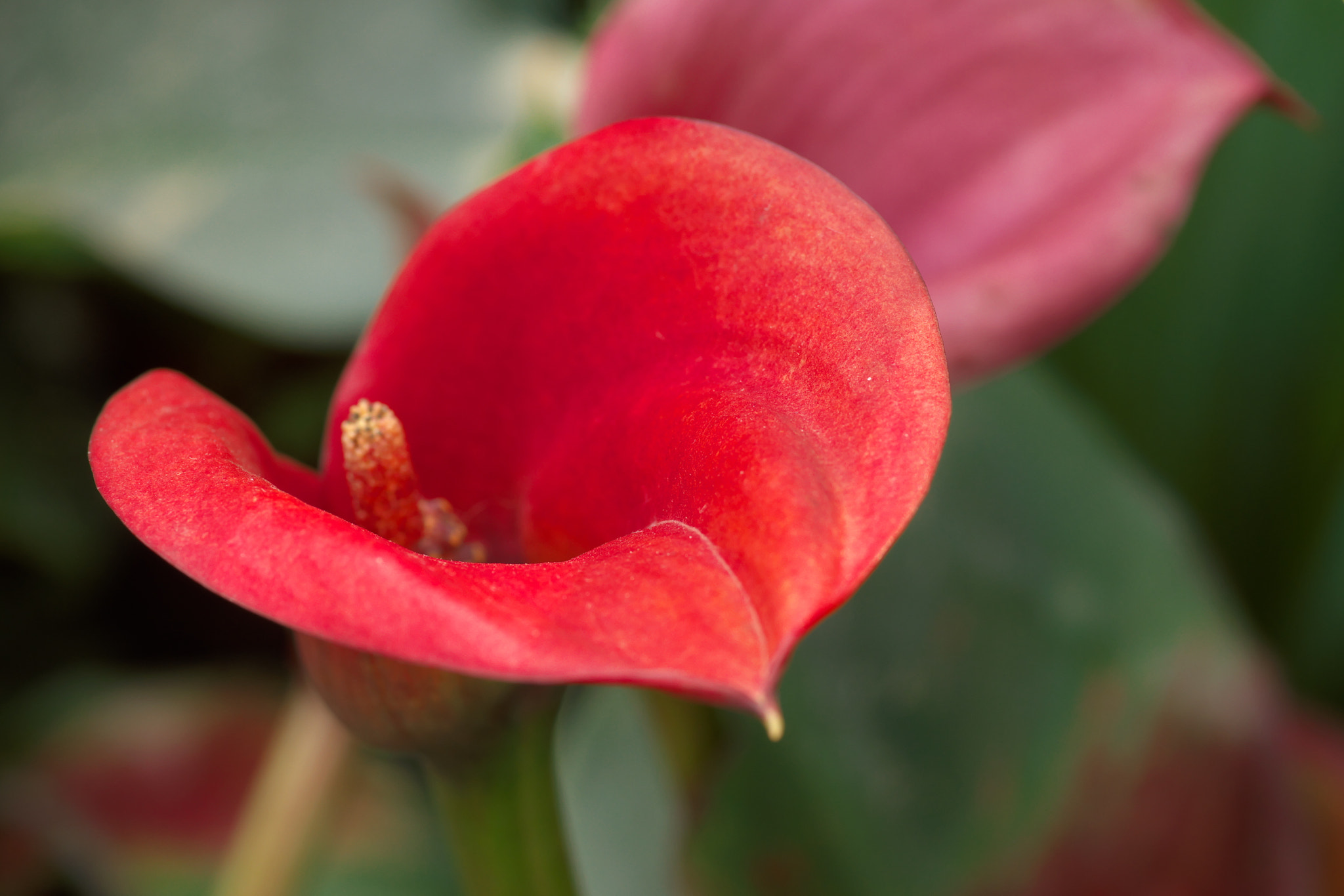 Pentax K-3 + Pentax smc D-FA 100mm F2.8 Macro WR sample photo