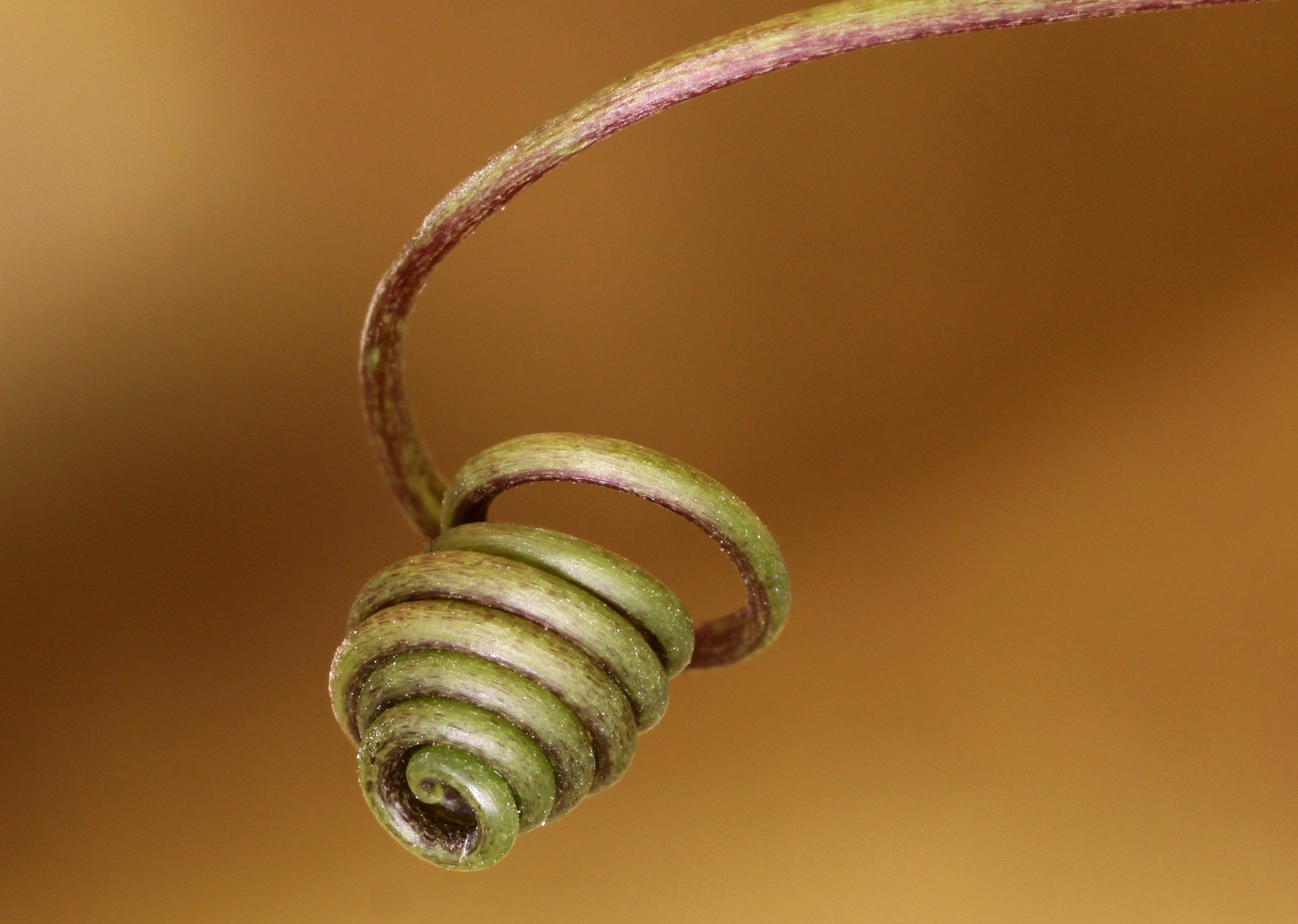 Tamron SP AF 90mm F2.8 Di Macro sample photo. Spiral photography