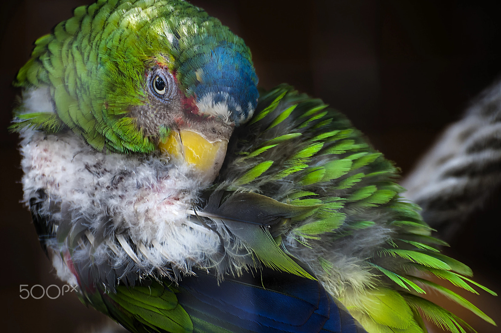 Nikon D300S sample photo. Colors photography