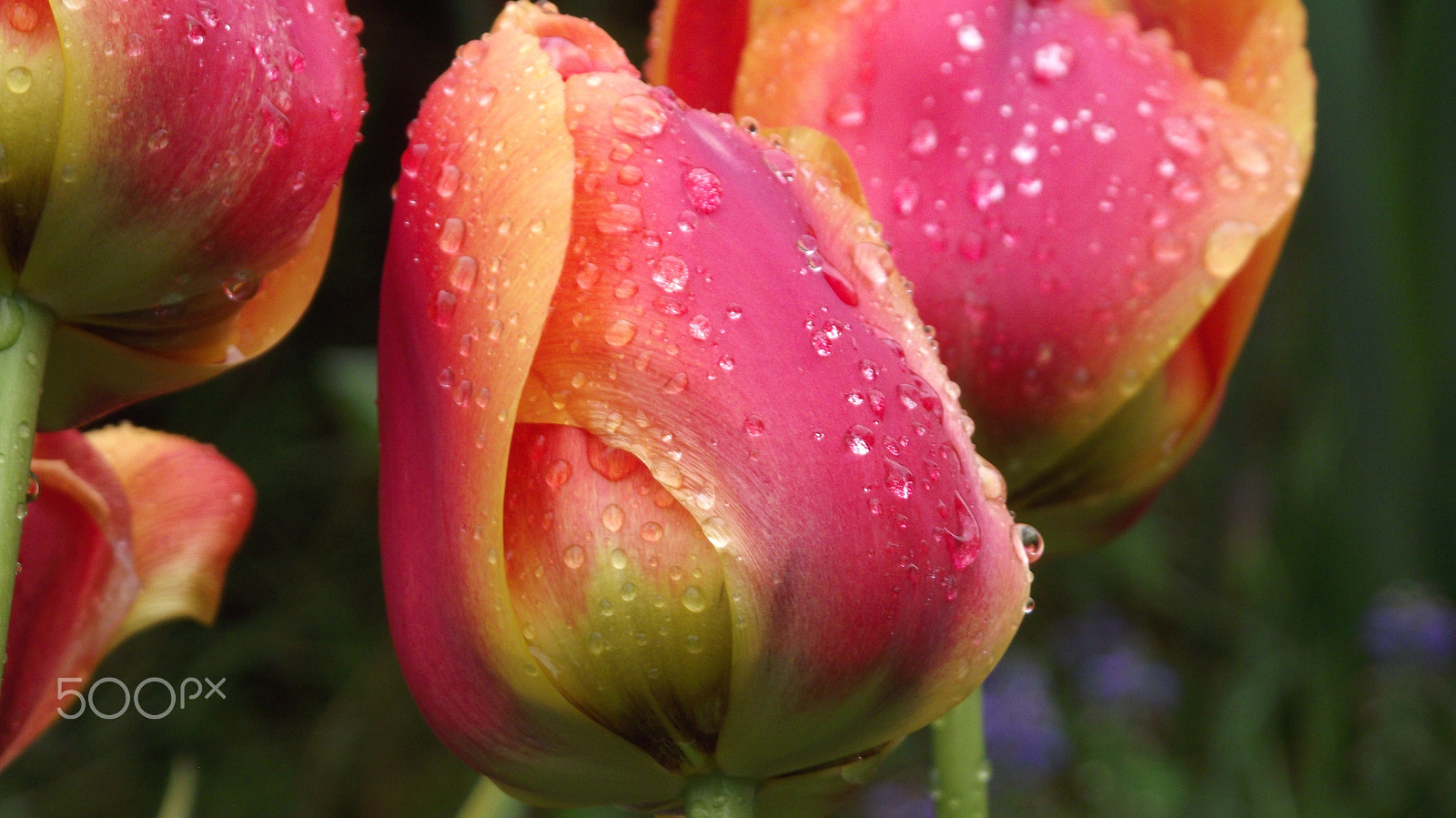 FujiFilm FinePix S2500HD (FinePix S2600HD) sample photo. Tulips in rain photography