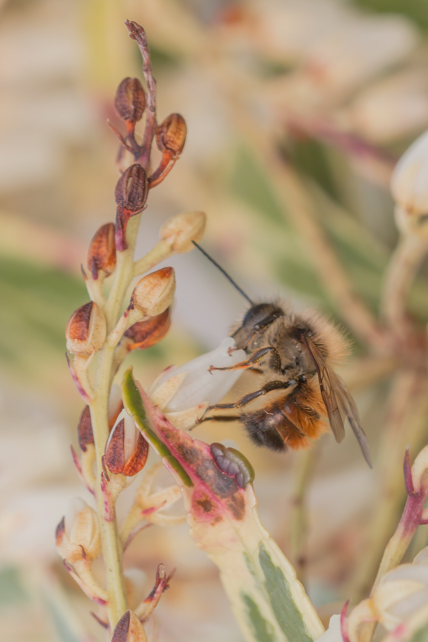 Sigma 150mm f/2.8 EX DG OS HSM APO Macro sample photo. Wildbiene 1 photography