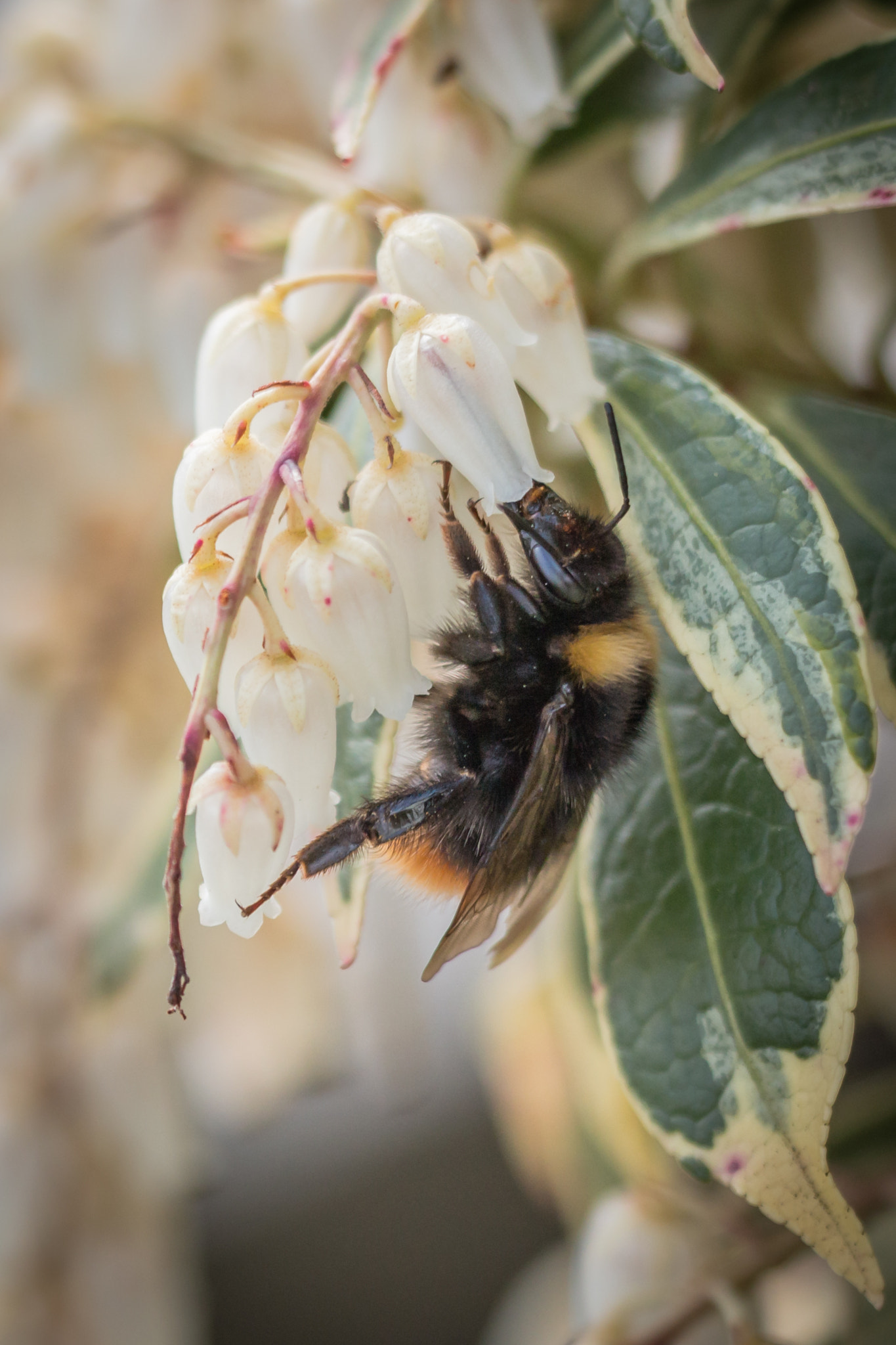 Sigma 150mm f/2.8 EX DG OS HSM APO Macro sample photo. Erdhummel 3 photography