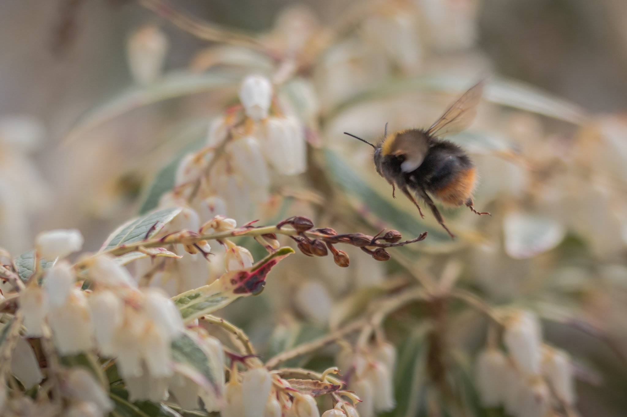 Sigma 150mm f/2.8 EX DG OS HSM APO Macro sample photo. Erdhummel 4 photography