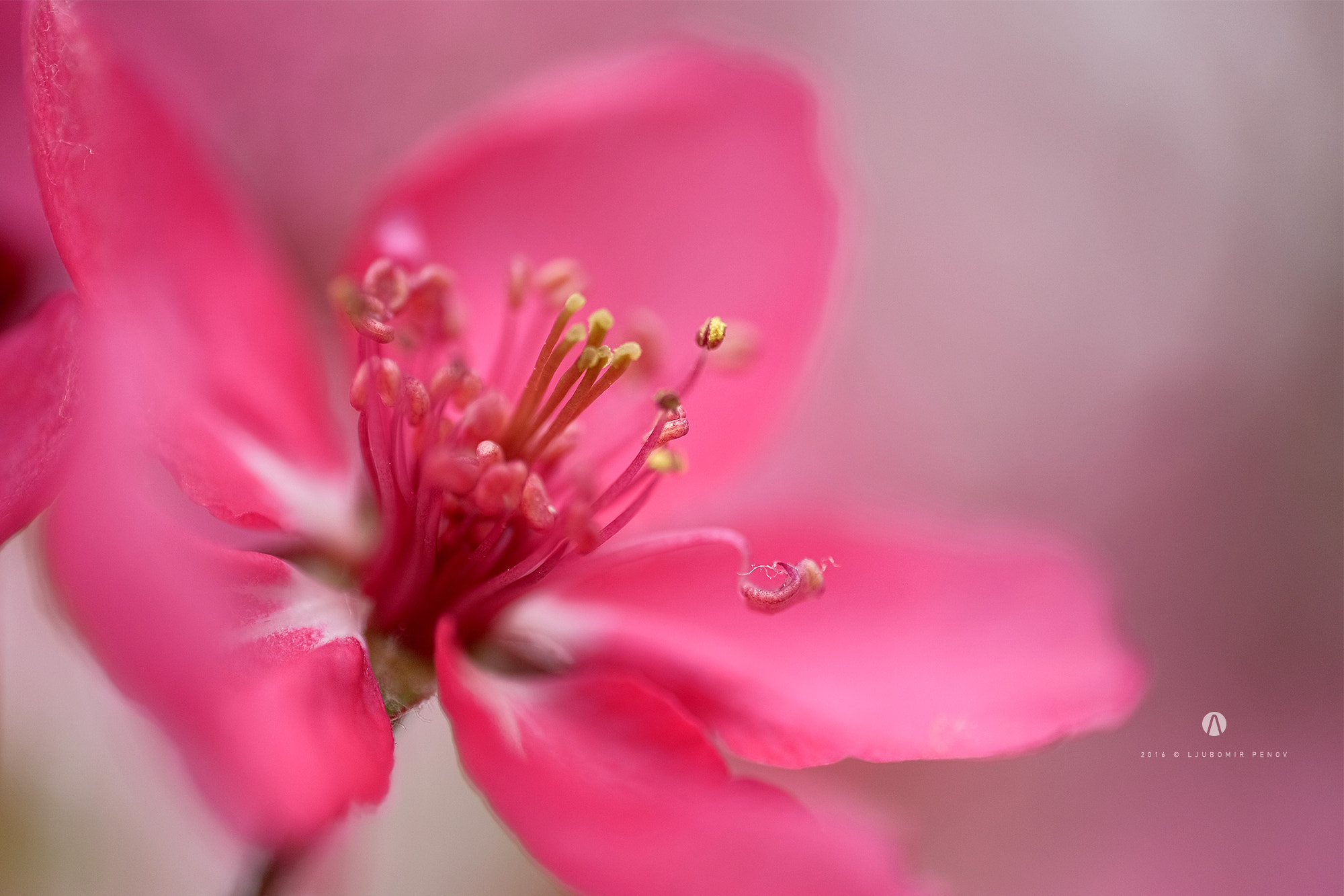 Fujifilm X-T1 + ZEISS Touit 50mm F2.8 sample photo. Pink blossom photography