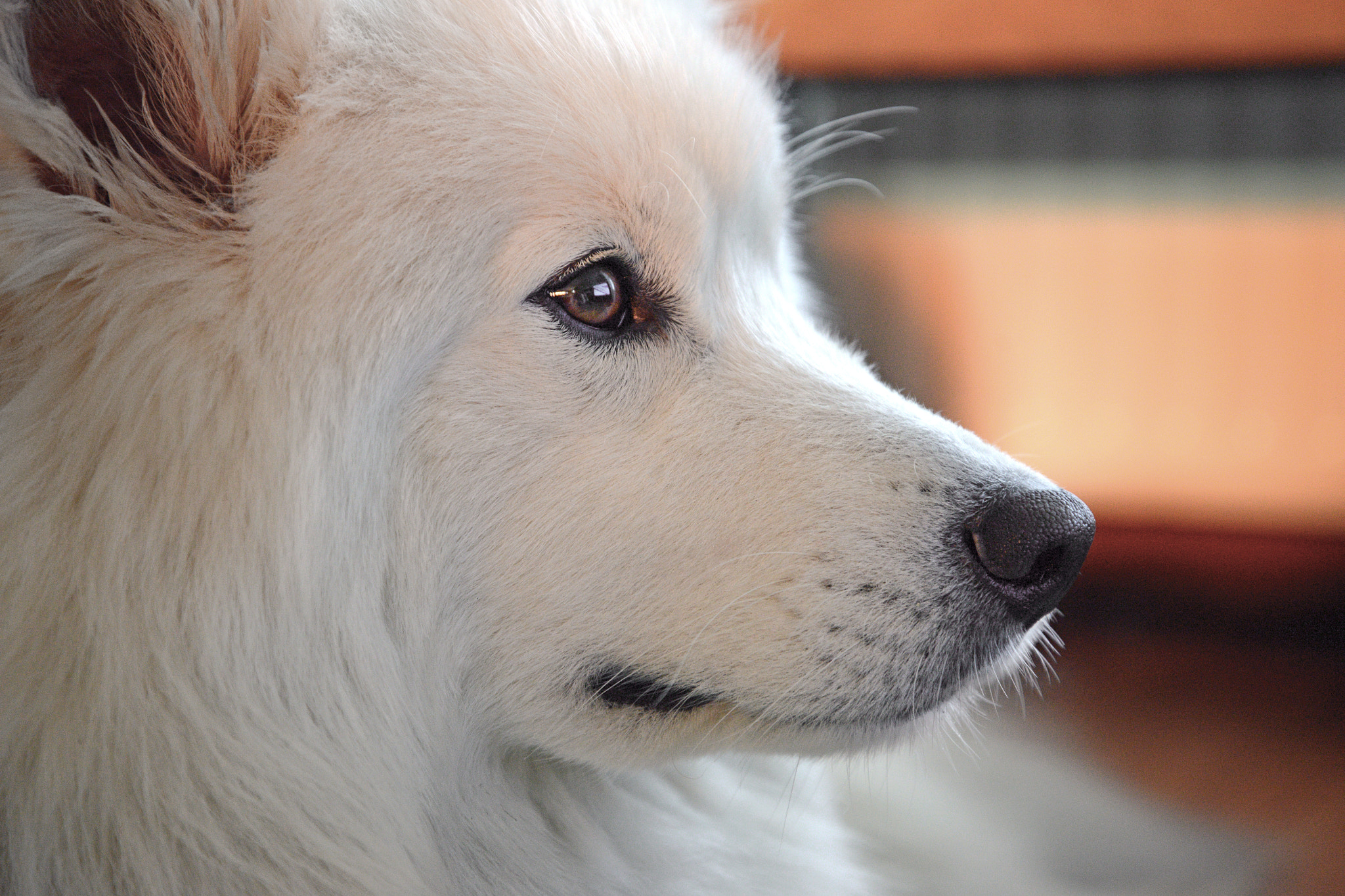 Nikon AF-S Nikkor 400mm F2.8D ED-IF II sample photo. Yuuki photography