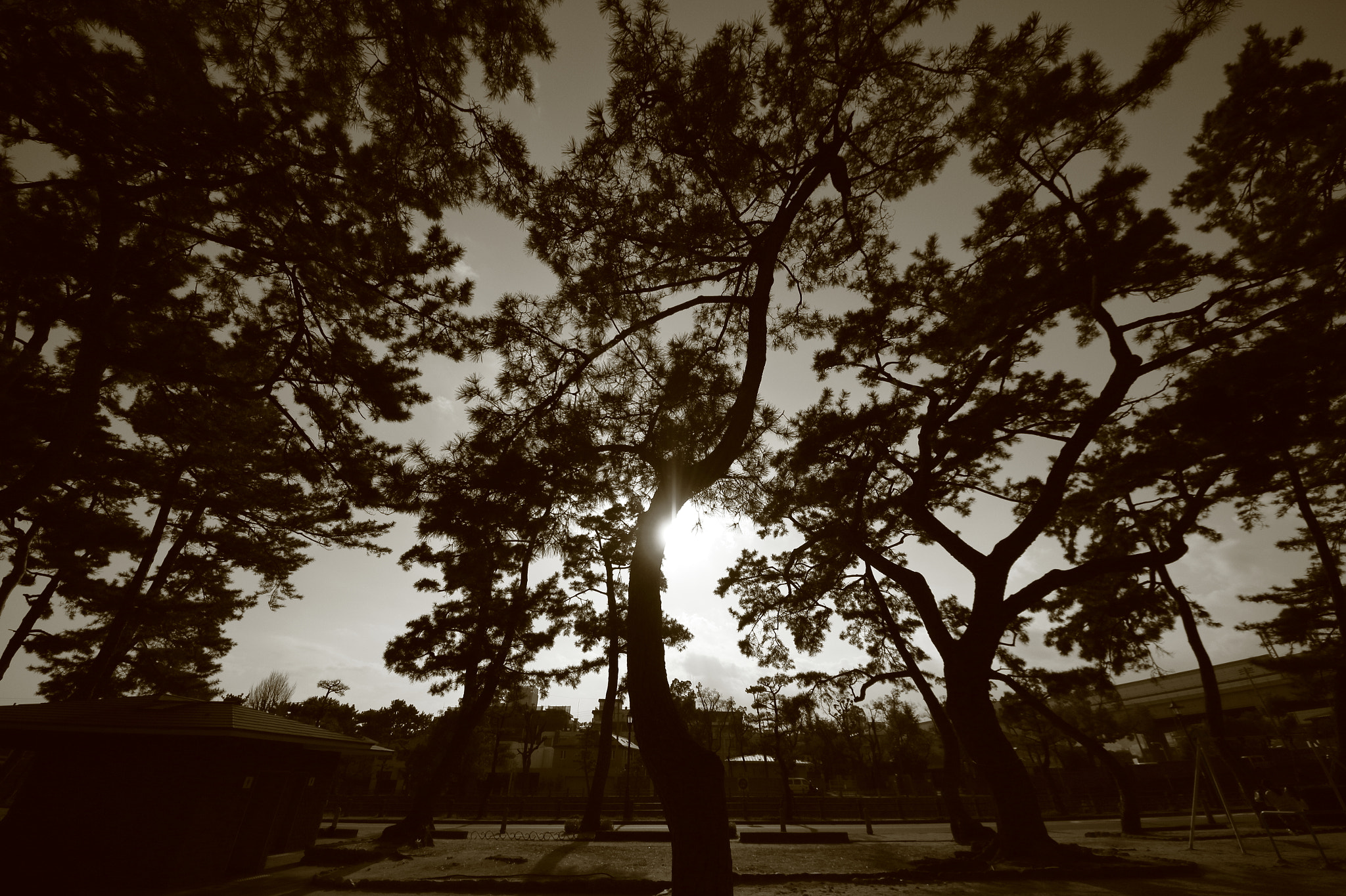 Canon EOS 700D (EOS Rebel T5i / EOS Kiss X7i) + Sigma 8-16mm F4.5-5.6 DC HSM sample photo. Pine trees park (monochrome) photography