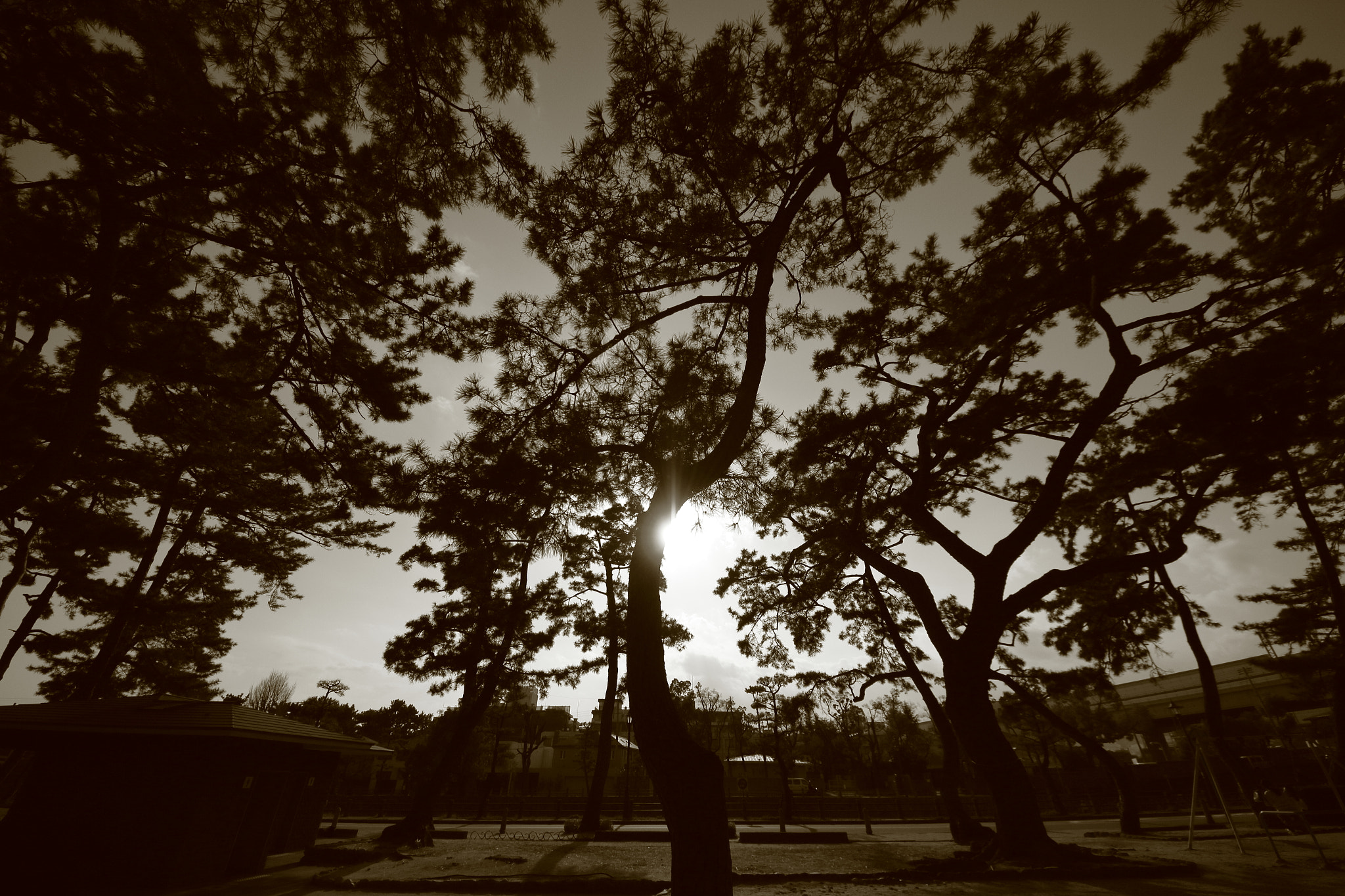 Canon EOS 700D (EOS Rebel T5i / EOS Kiss X7i) sample photo. Pine trees park (monochrome) photography
