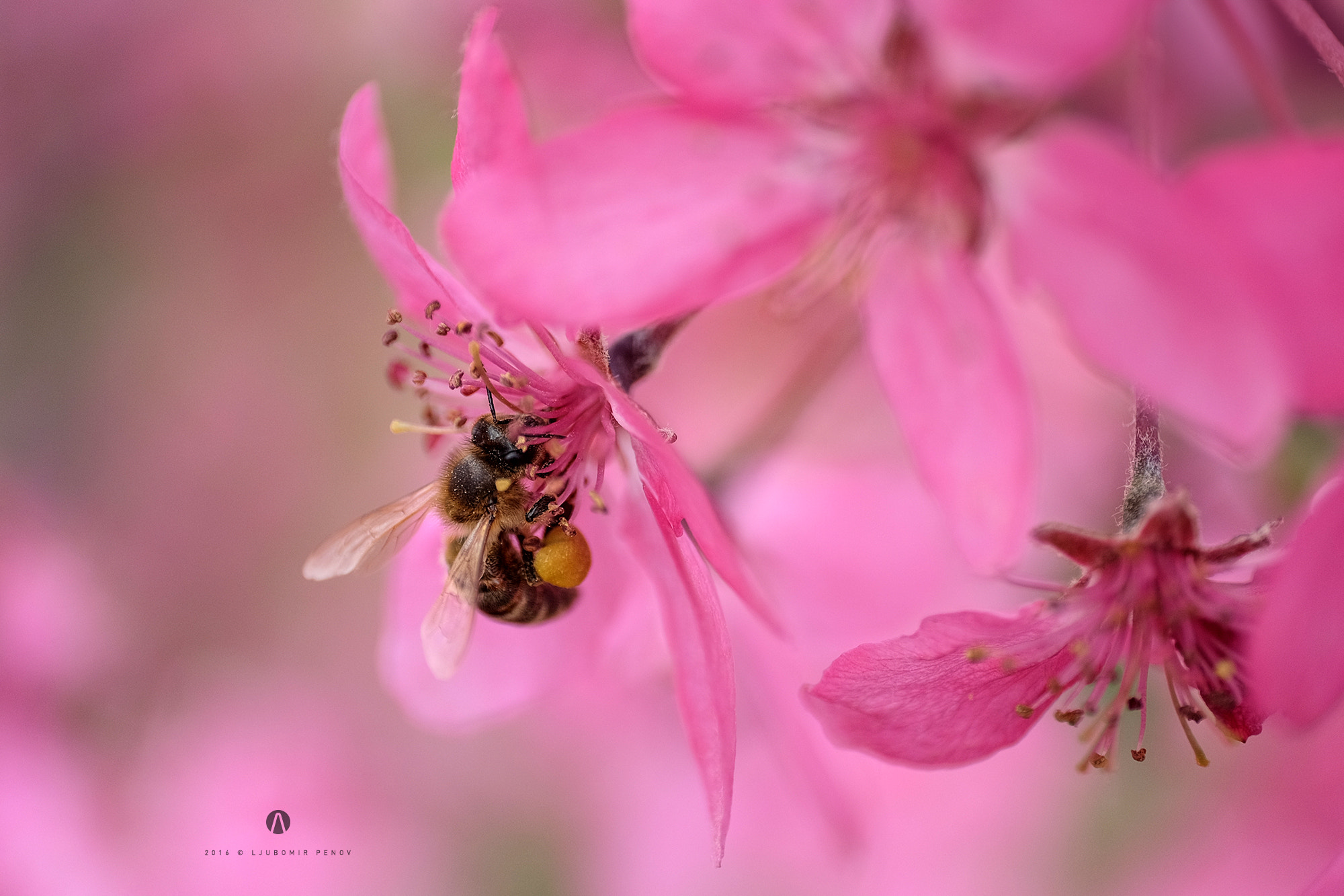Fujifilm X-T1 + ZEISS Touit 50mm F2.8 sample photo. A bee photography