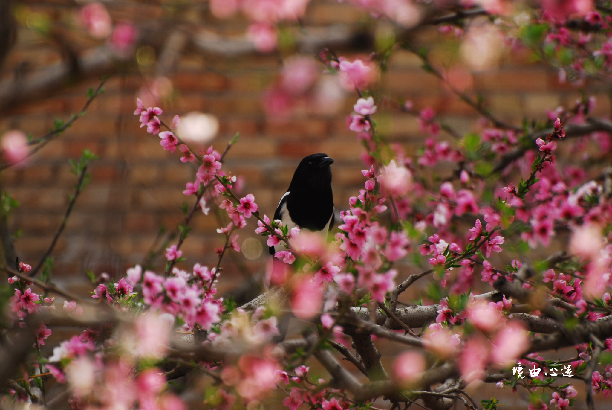 Nikon D200 sample photo. 副本 photography