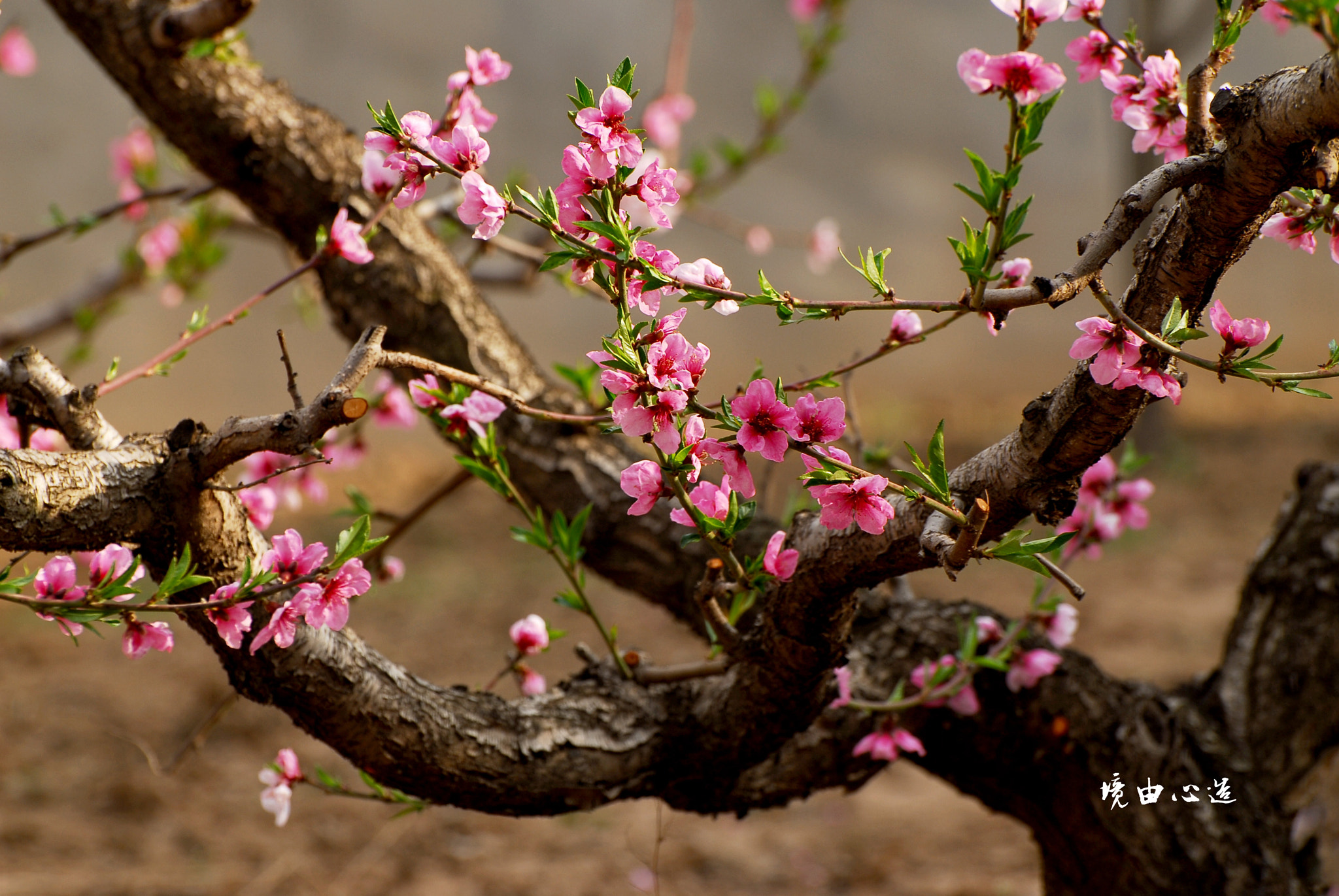 Nikon D200 sample photo. 副本 photography