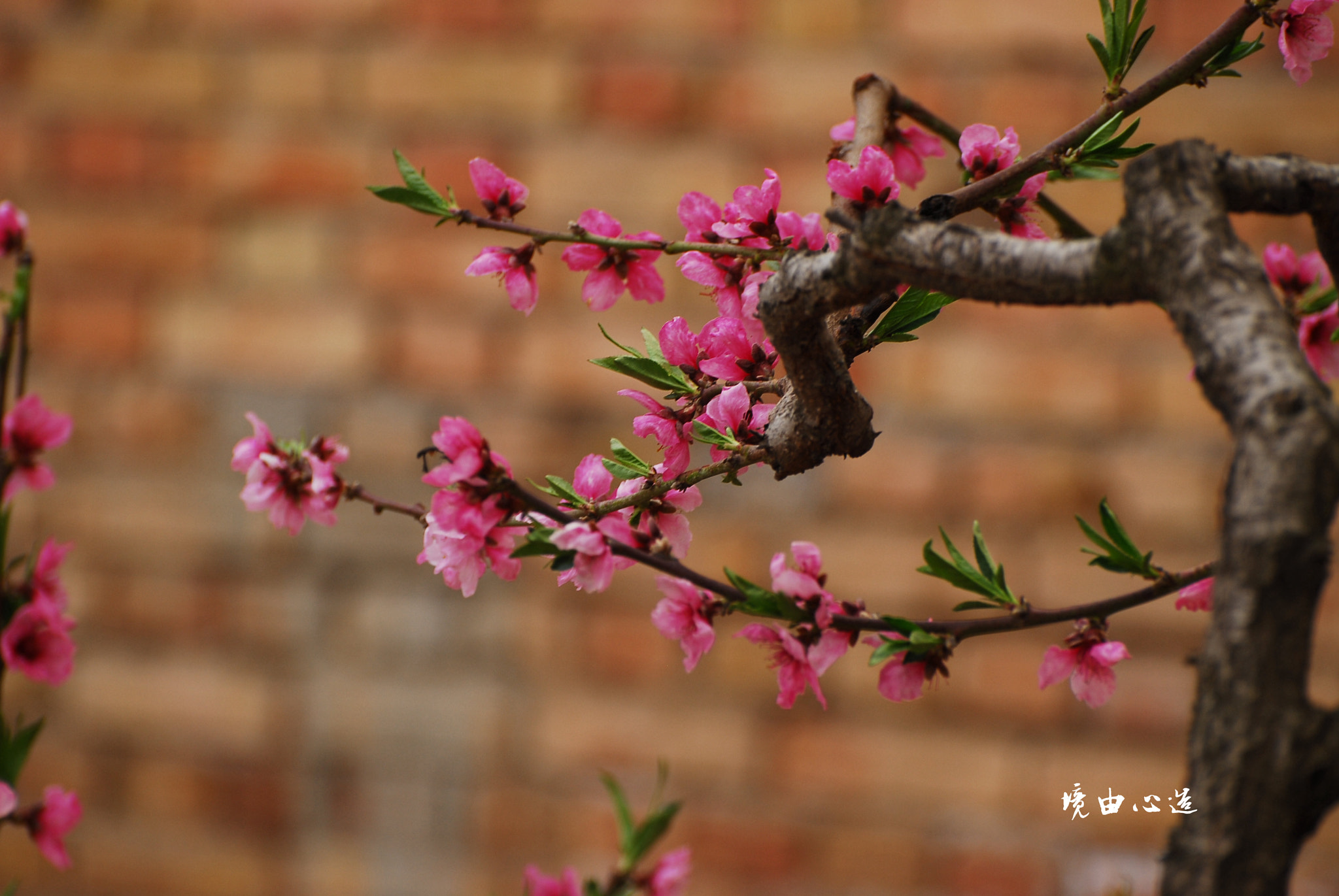 Nikon D200 sample photo. 副本 photography