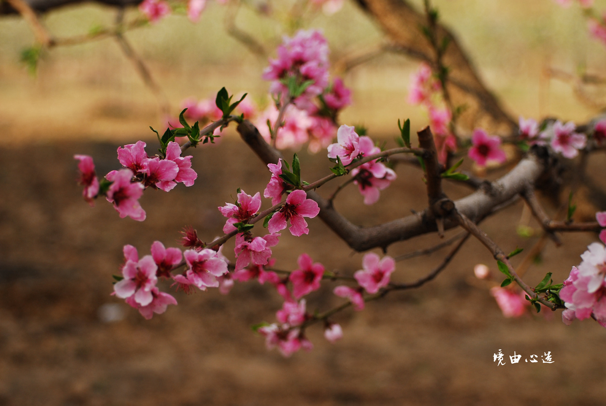 Nikon D200 sample photo. 副本 photography